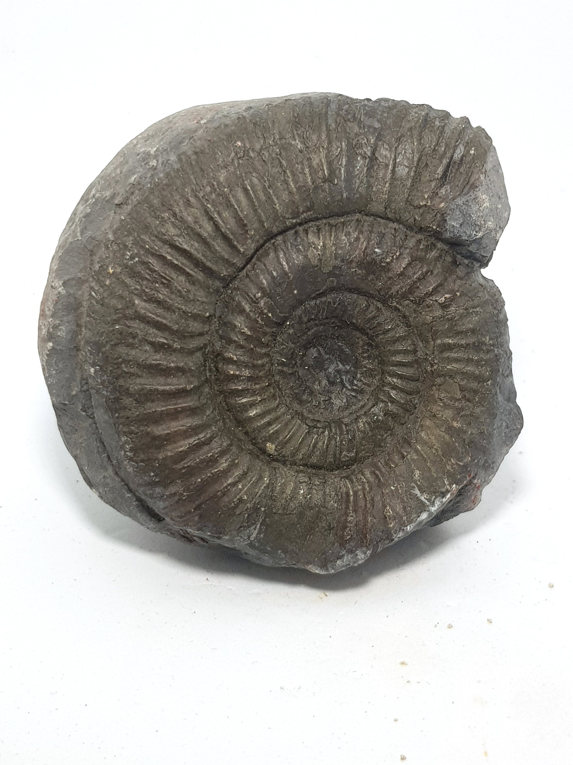 The Jurassic. 200 million - 146 million years ago. Image ammonites