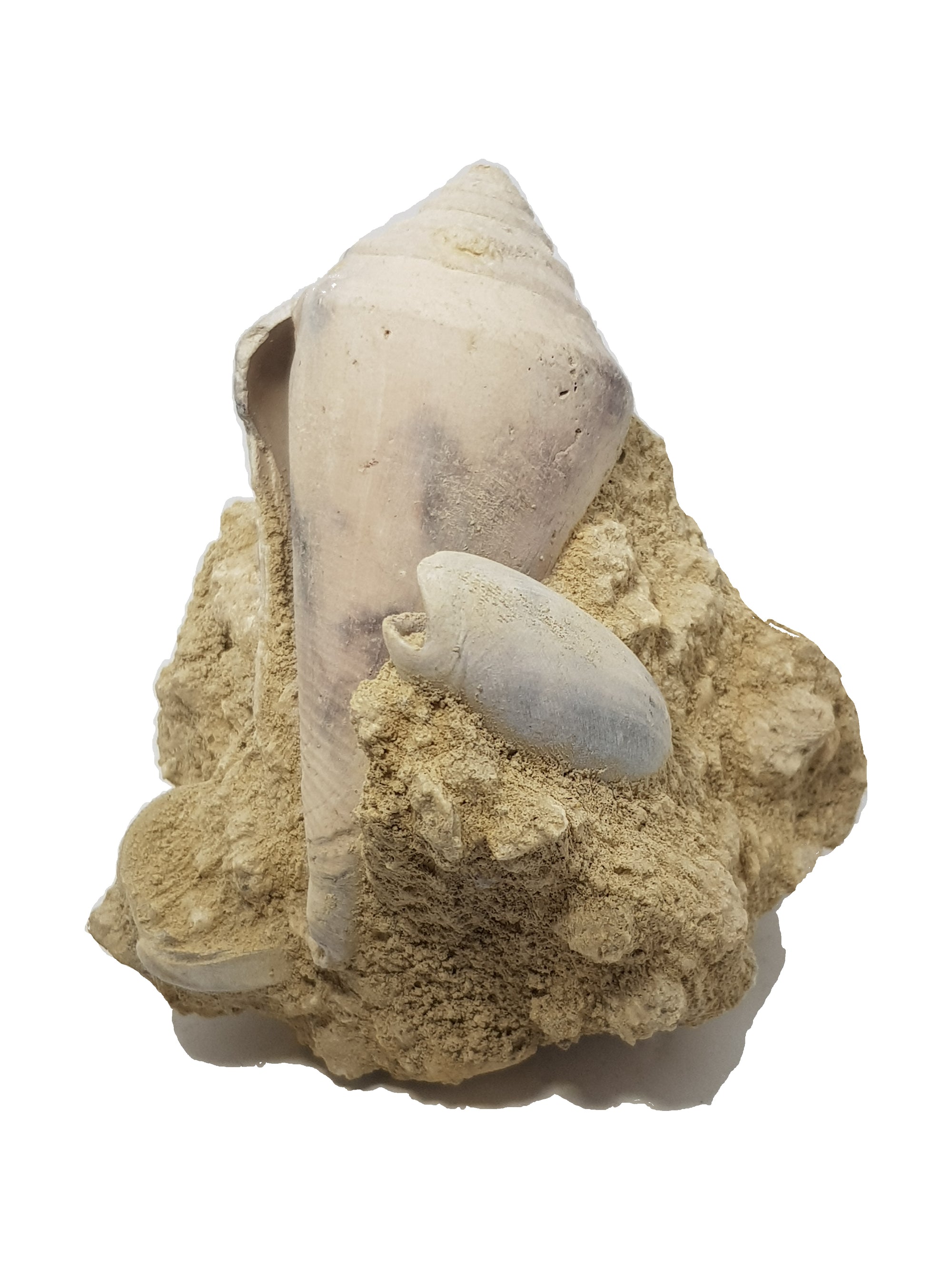 The Eocene. 56 million - 34 million years ago. Image of athletus shell