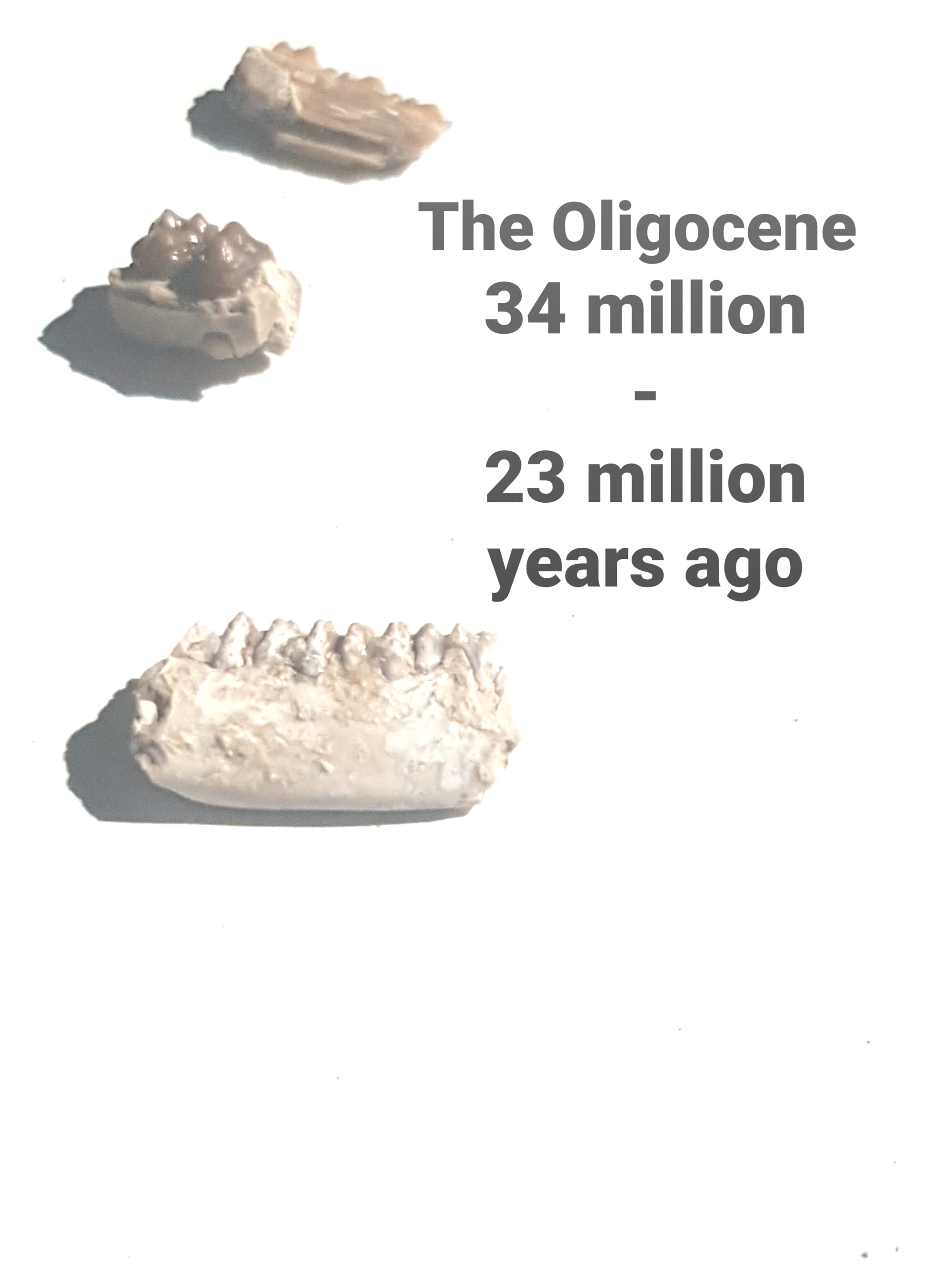 The Oligocene ....