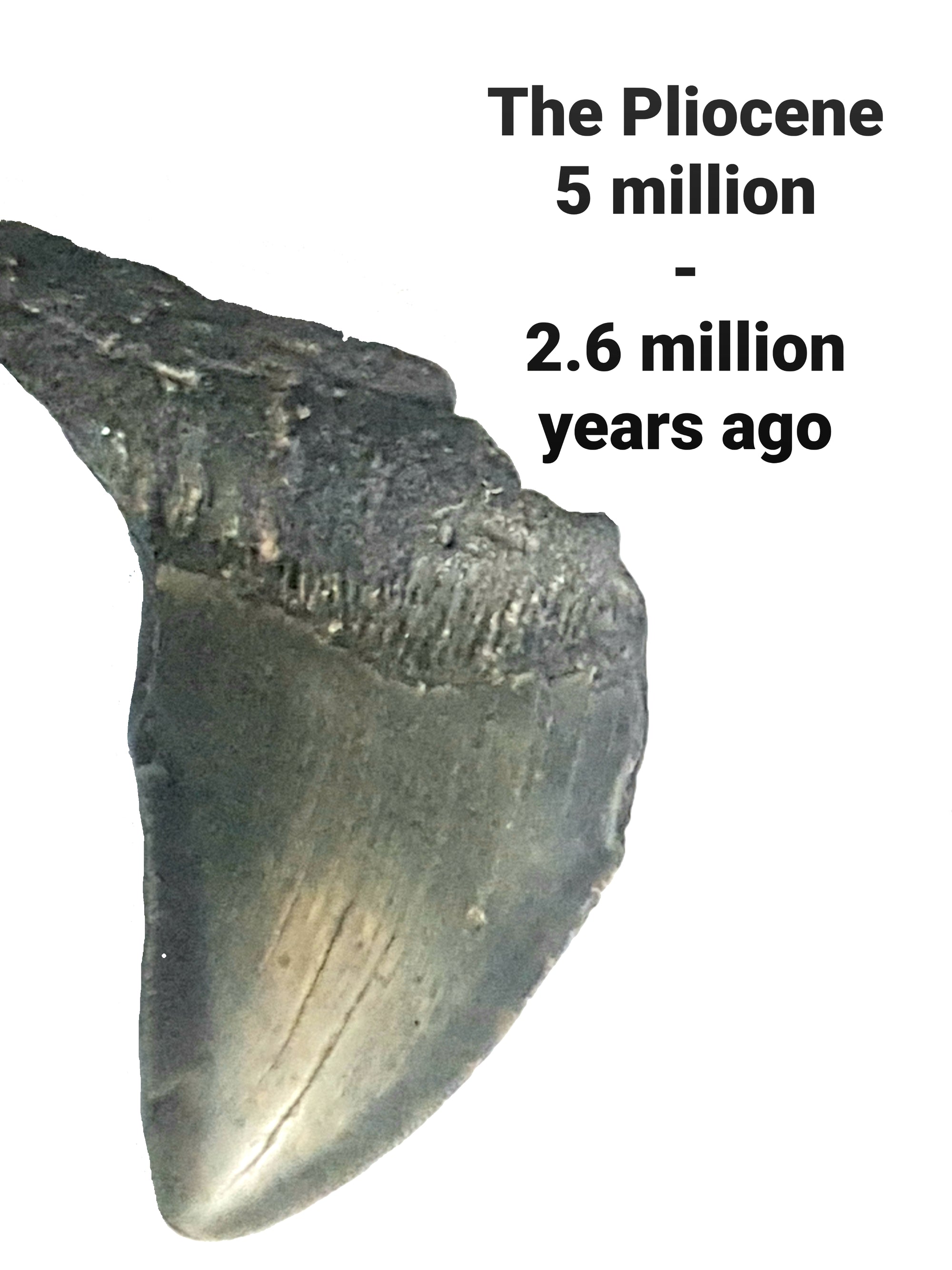 The Pliocene. 5 million - 2.6 million years ago. Image of Megaladon tooth