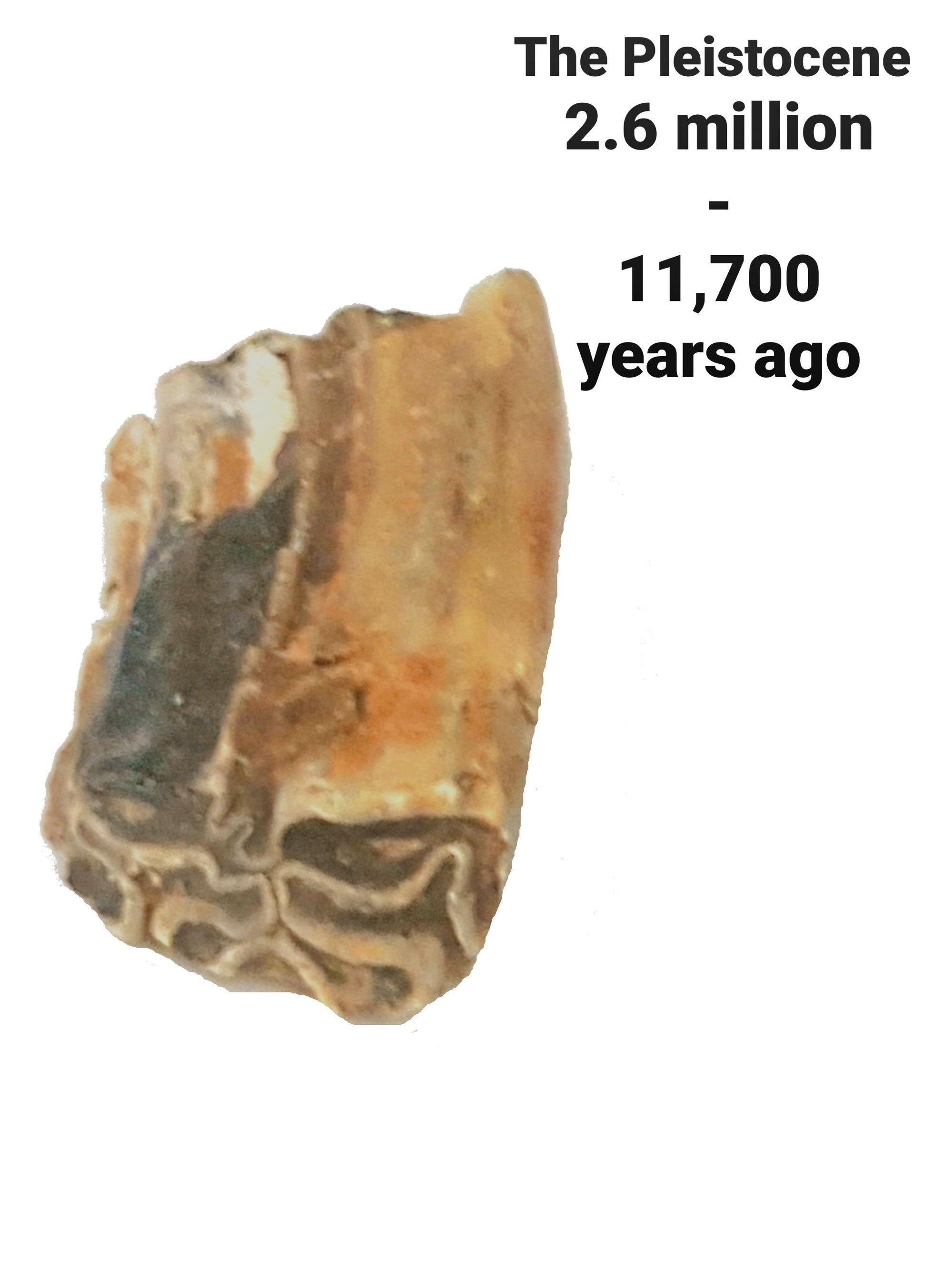 The Pleistocne. 2.6 million - 11,700 years ago. Image horse tooth