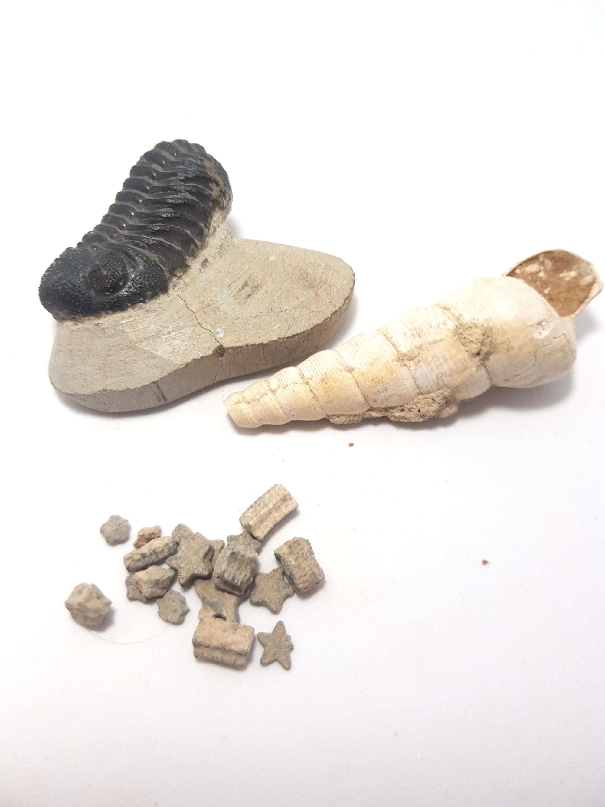 three marine invertabrate fossils. a trilobite; a gastropod and some crinoid ossicles