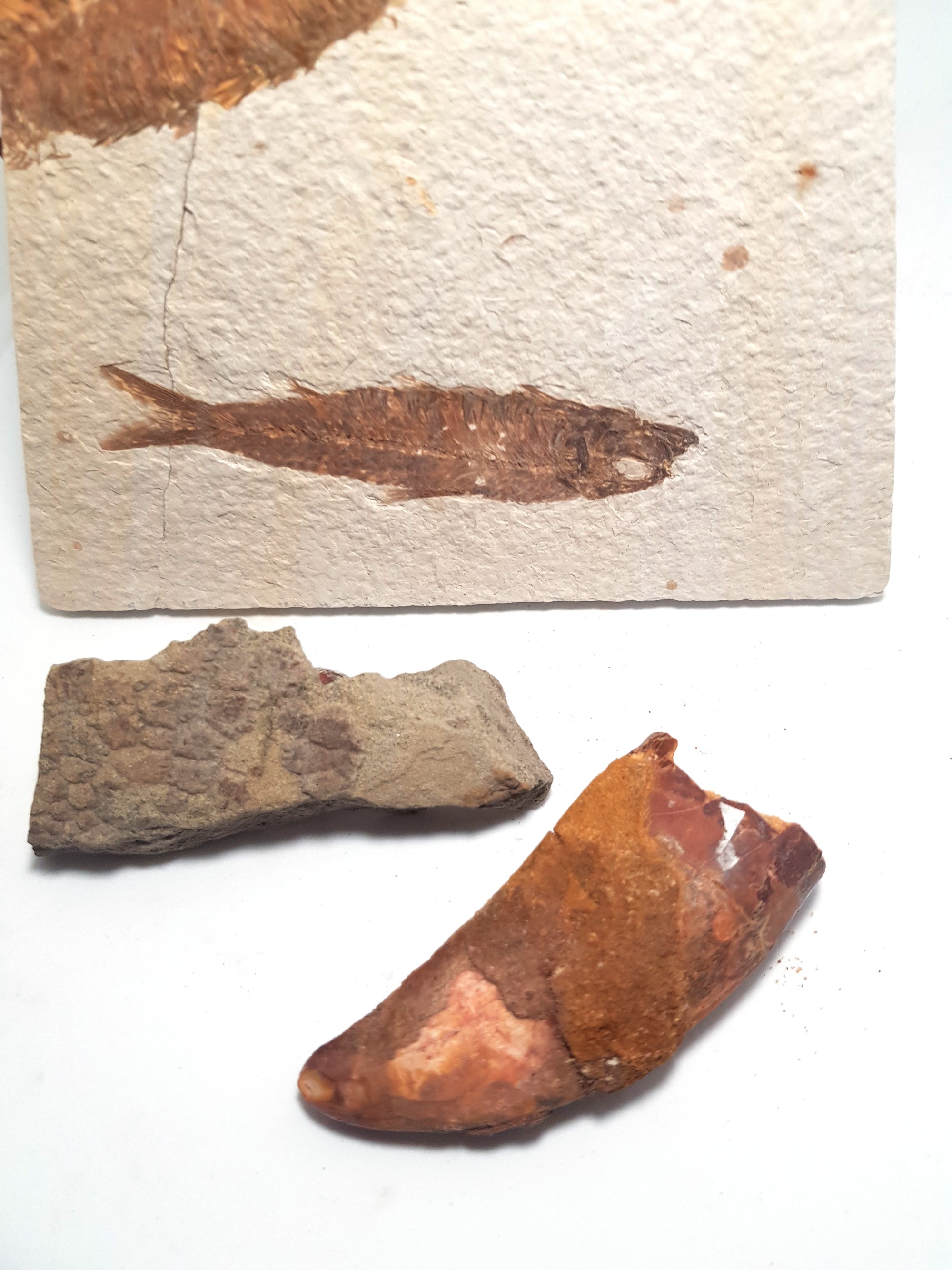 fossil knight fish, dinosaur skin, dinosaur