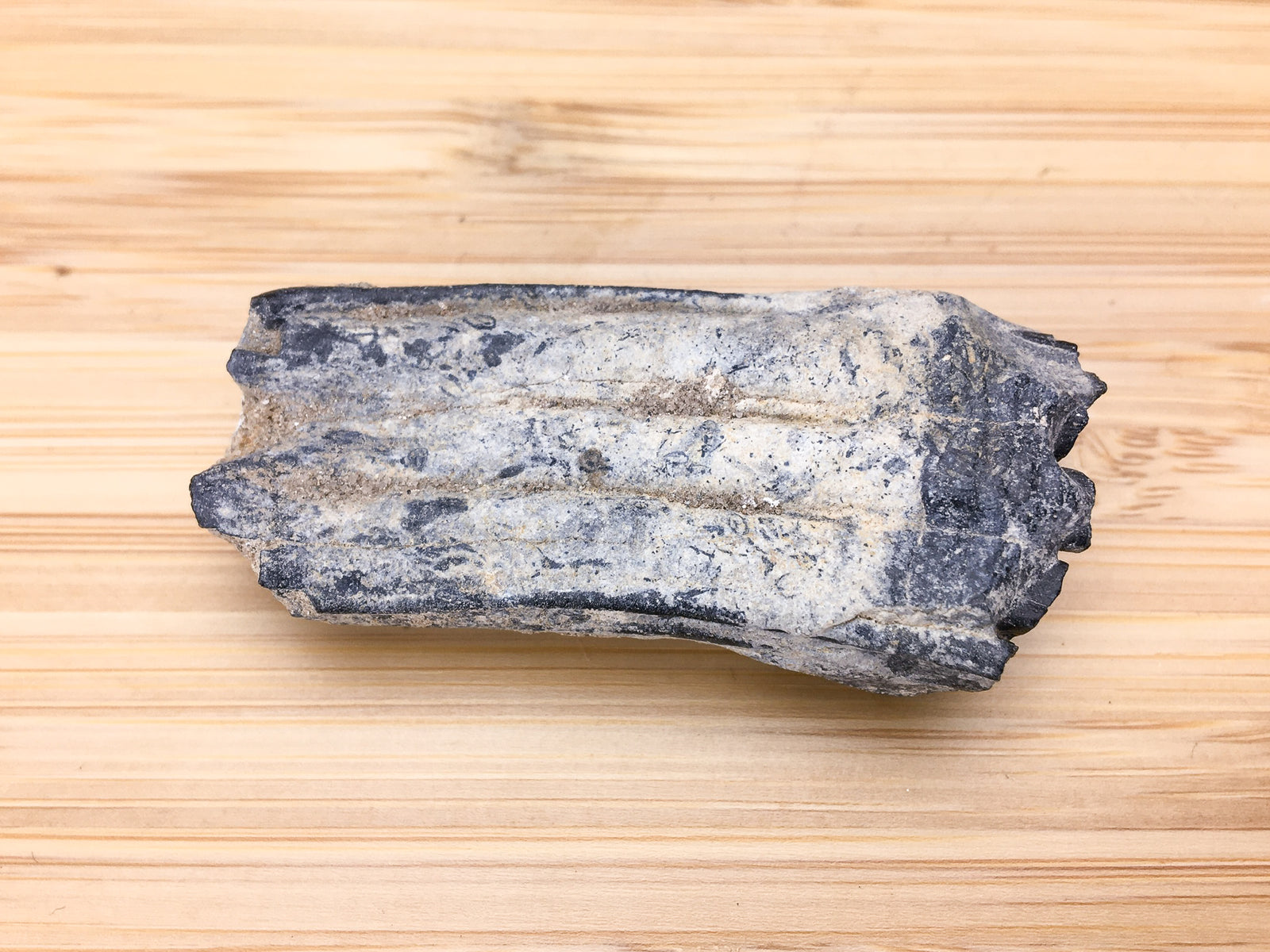 ice age horse tooth -- Equus mexicanus