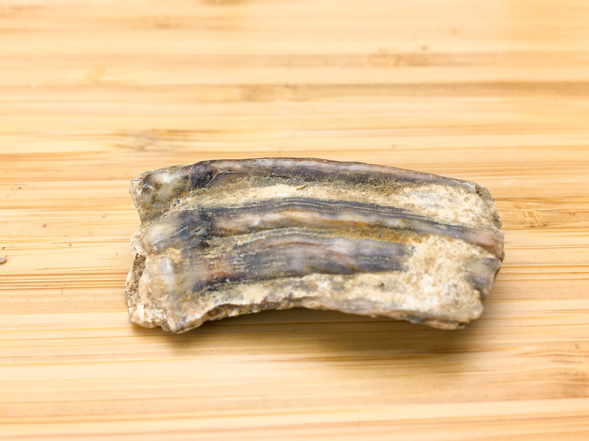 Equus mexicanus -- Ice age