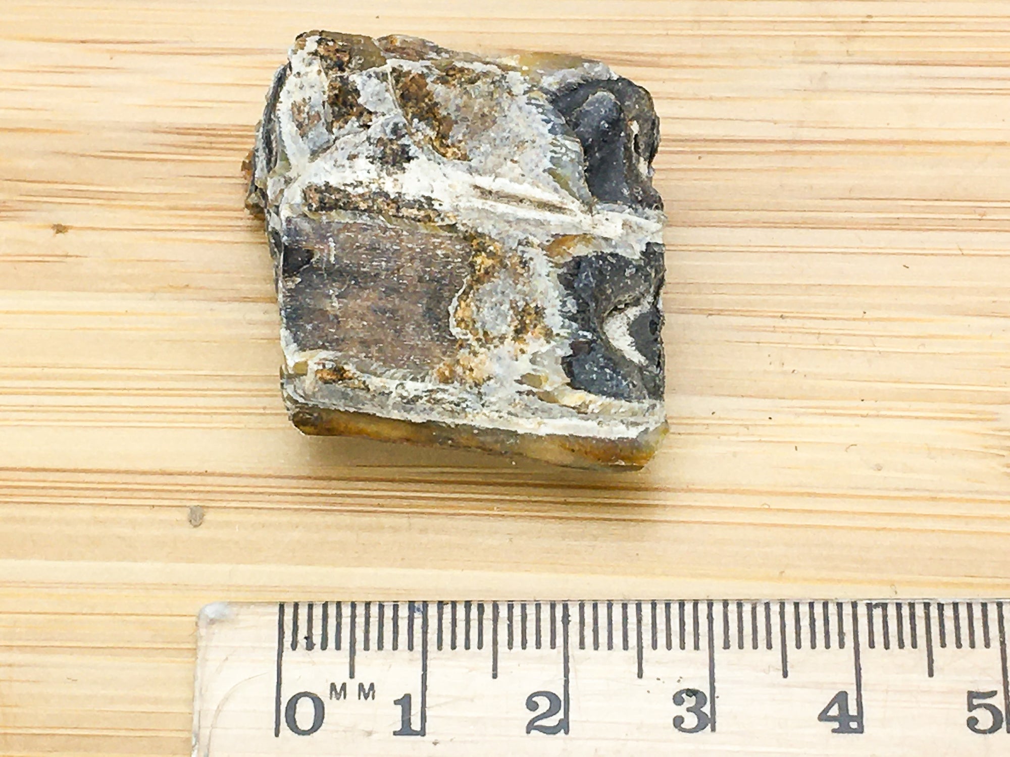 ice age horse tooth -- Equus Mexicans. this sample is shown against a ruler. it is 3cm long