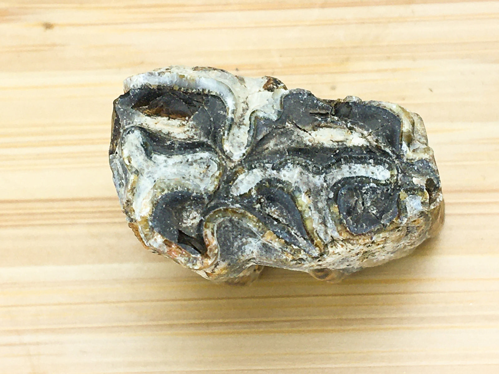 grinding surface of an ice age horse tooth. Equus Mexicans