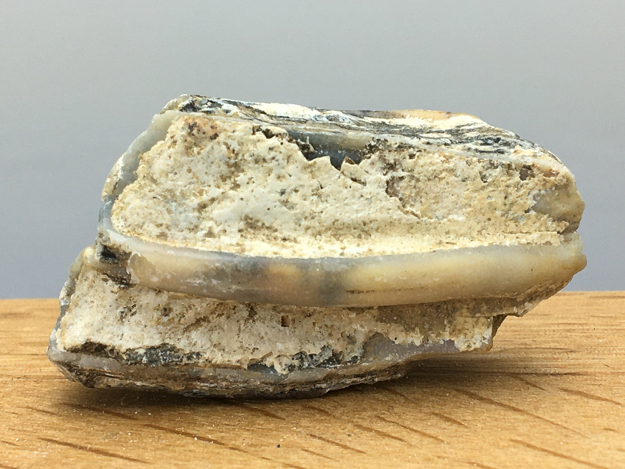 ice age horse tooth fossil -- equus mexicanus. This tooth has had some wear and shows the interior structure of the tooth