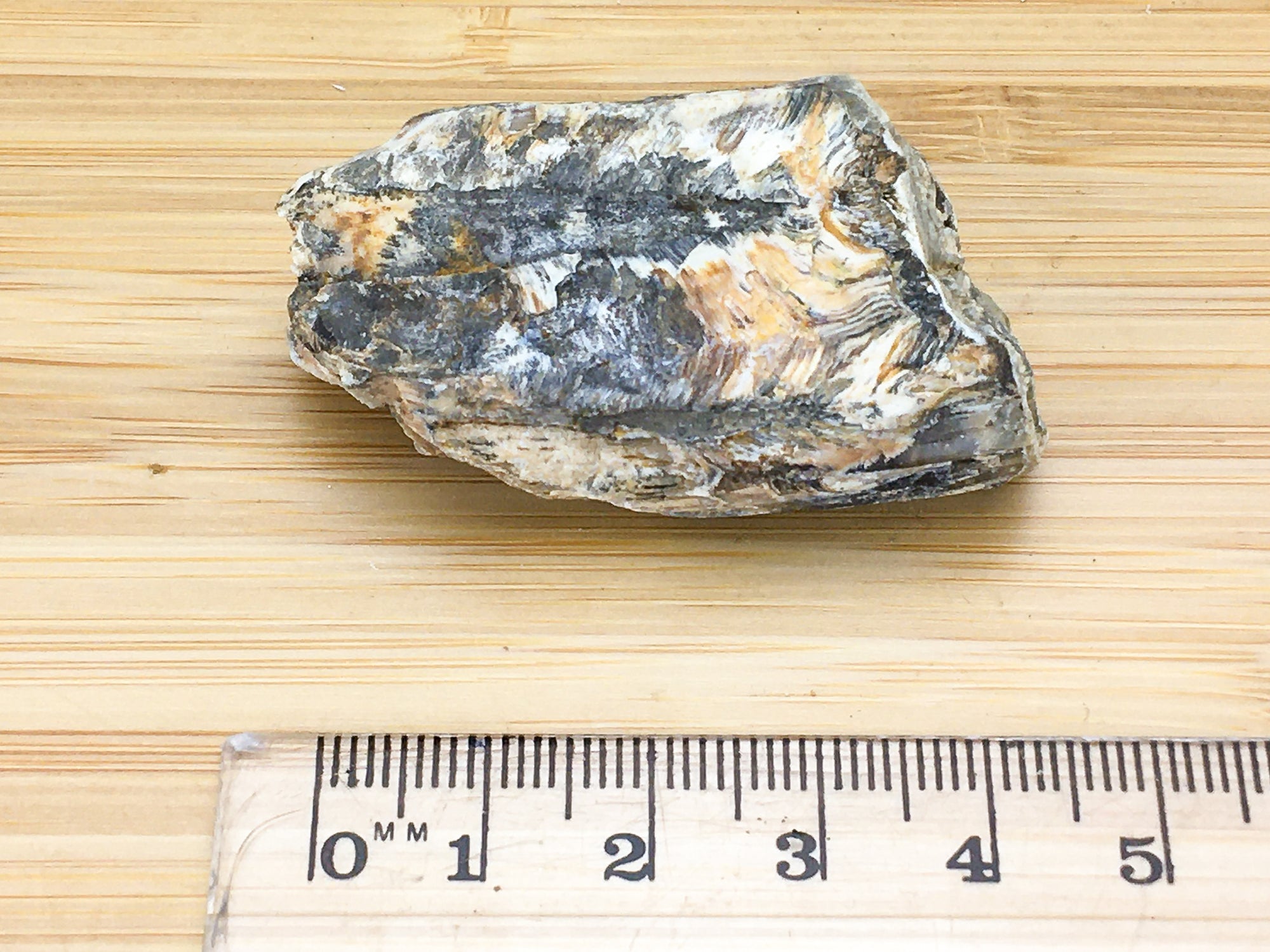 ice age horse tooth -- equus mexicanus. This sample is shown next to a ruler. It is 5cm