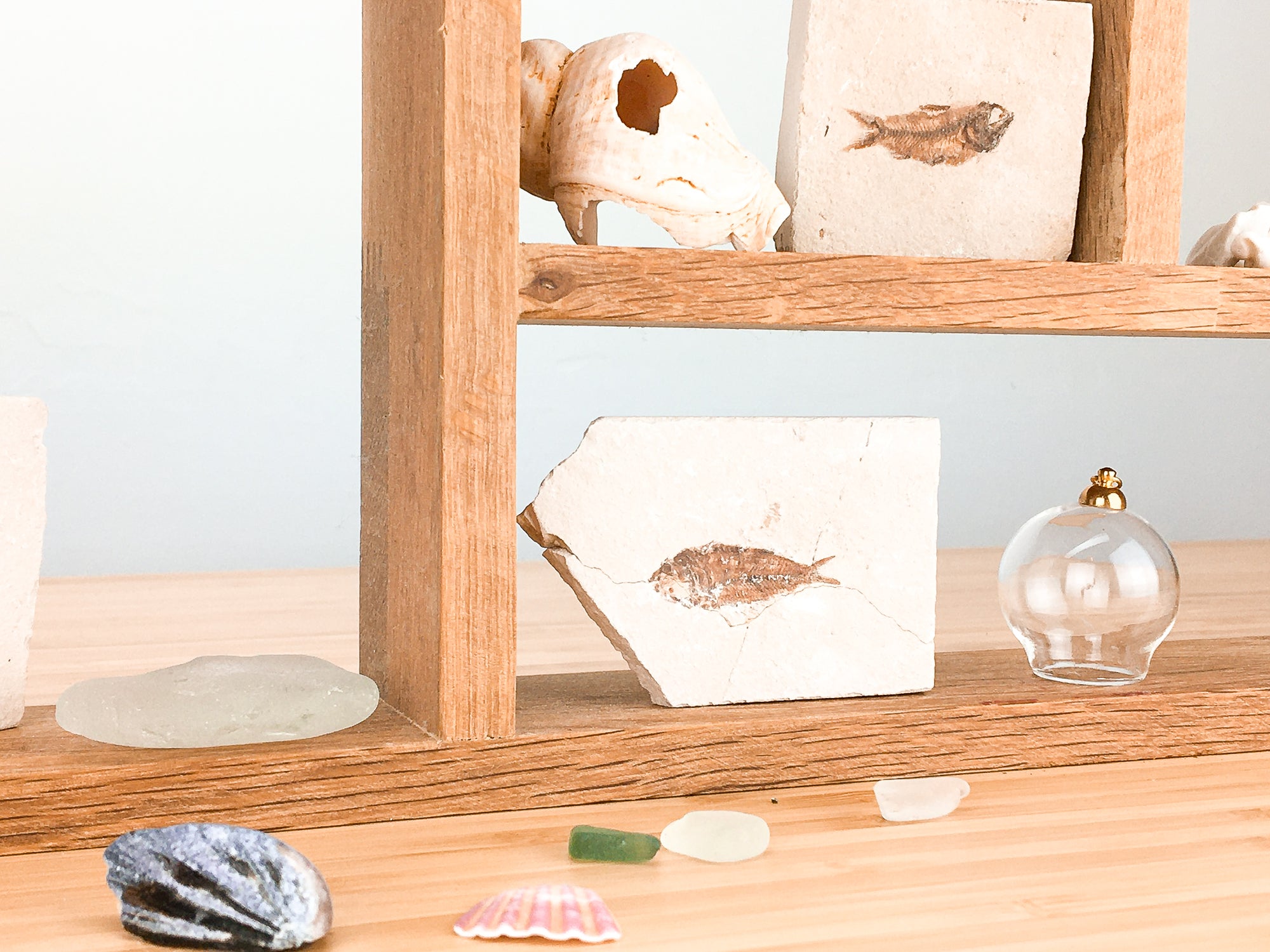 2 fossil fish on a display shelf. One fish is next to a large dog whelk shell  with a hole in it. The other shell is next to a glass light cover. small stones and pieces of sea glass adorn the scene