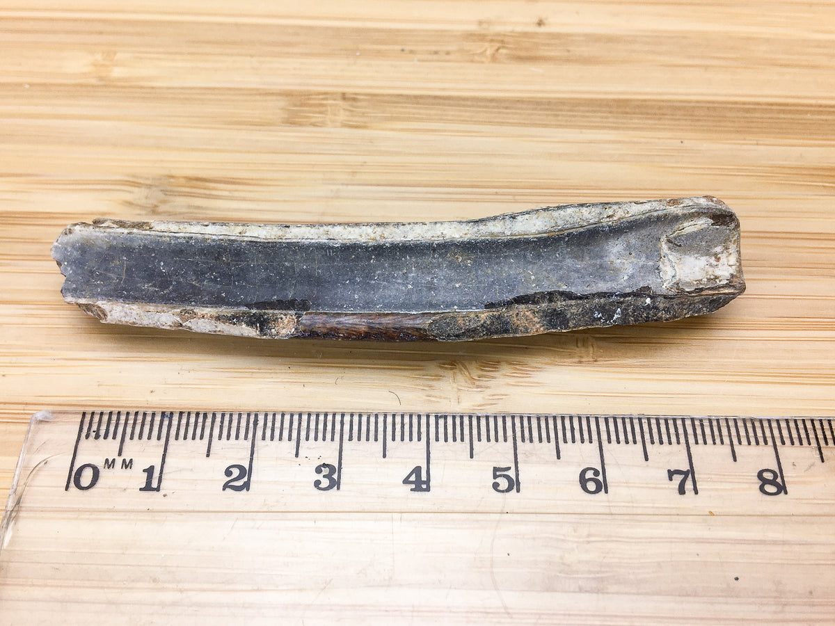 ice age fossil horse tooth -- Equus mexicanus. shown next to ruler. sample is 8cm long
