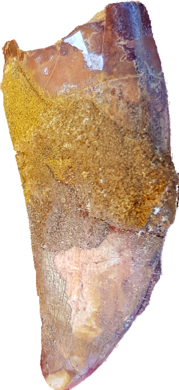 Carcharadontosaurus tooth - The Science of Magic 