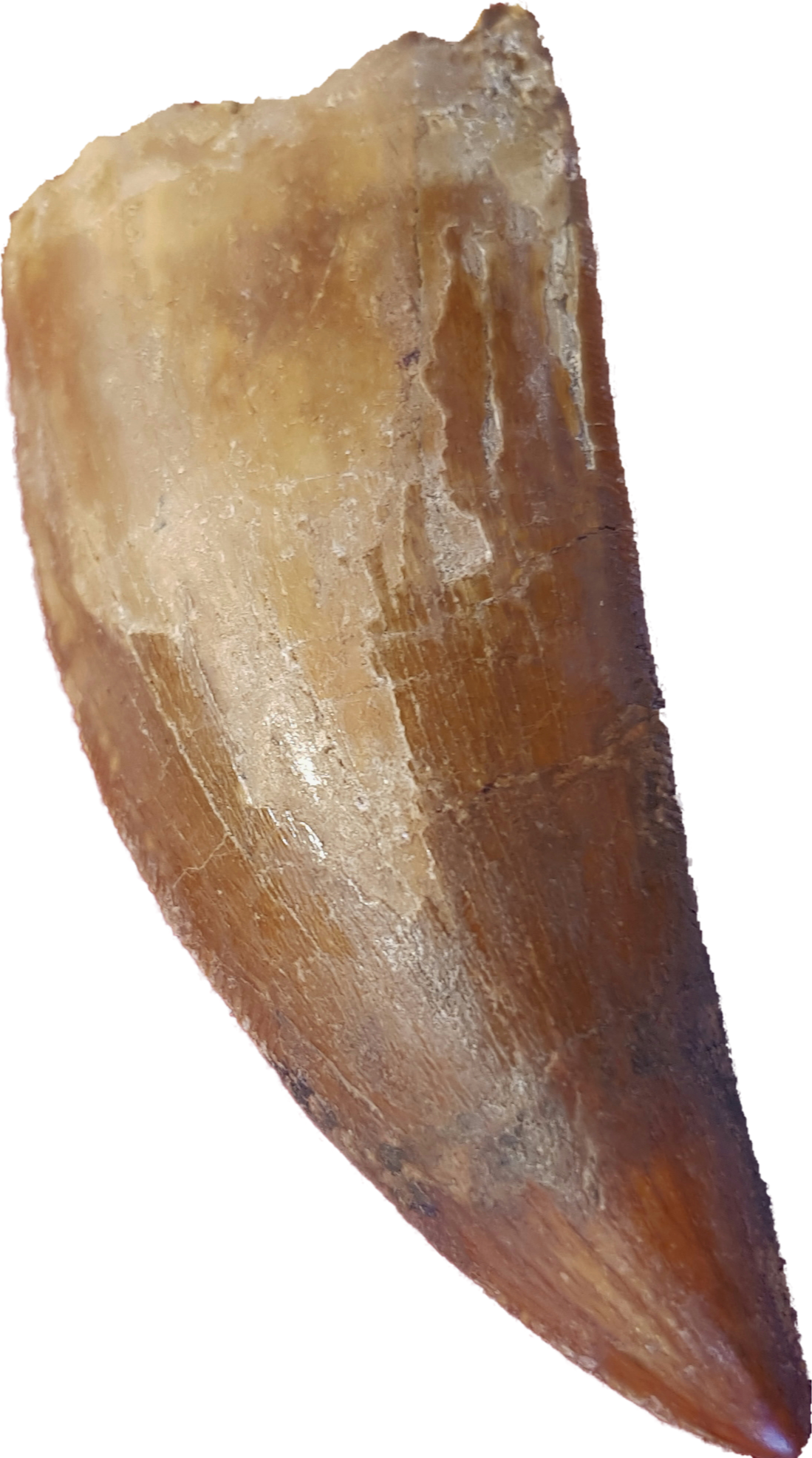 large Carcharadontasaurus tooth. sligh repair at the bottom of the image. seated edges, distinctive steak knife like tooth