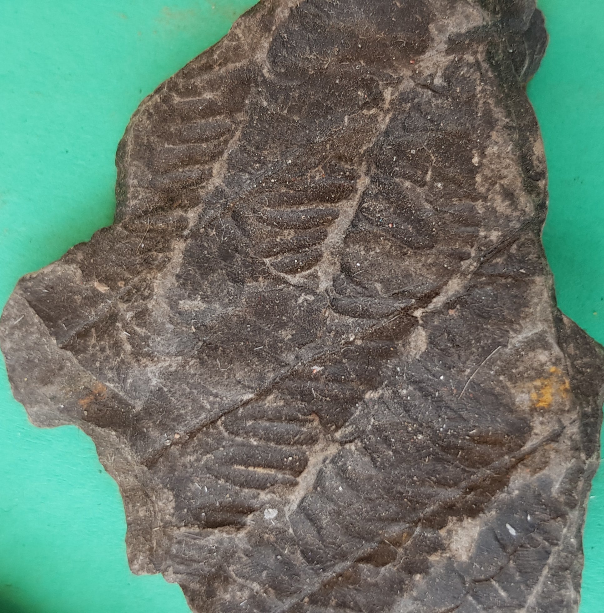 Fossil fern - The Science of Magic 