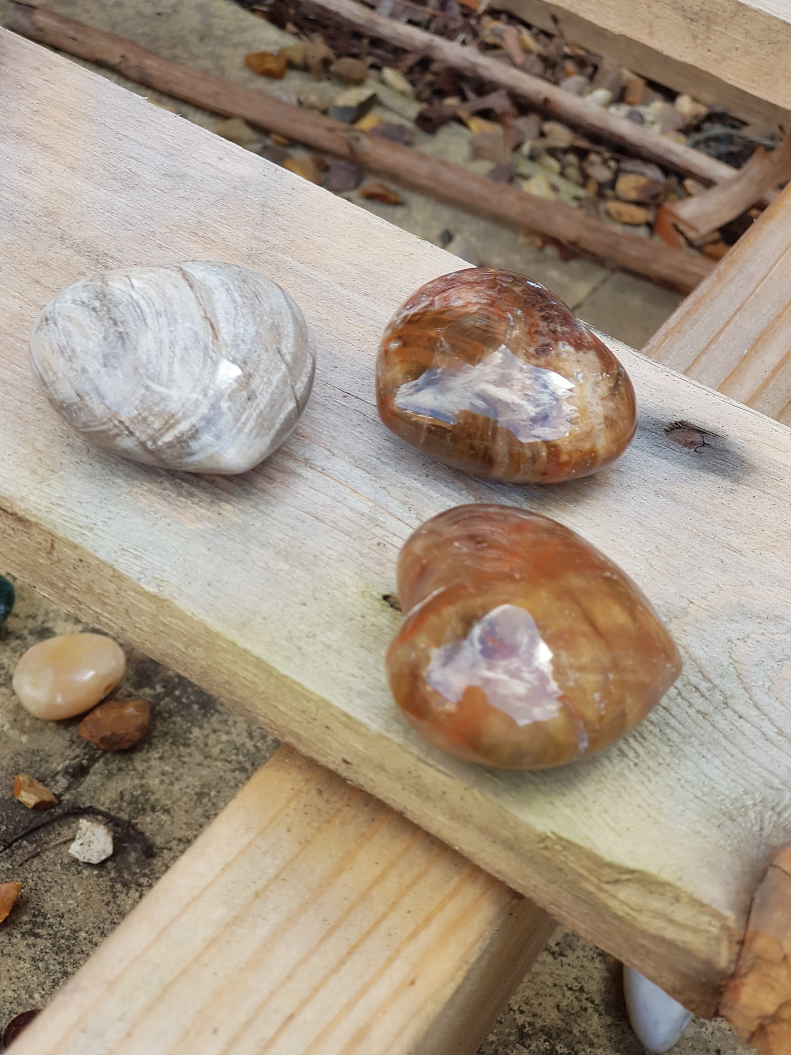 Petrified wood - The Science of Magic 