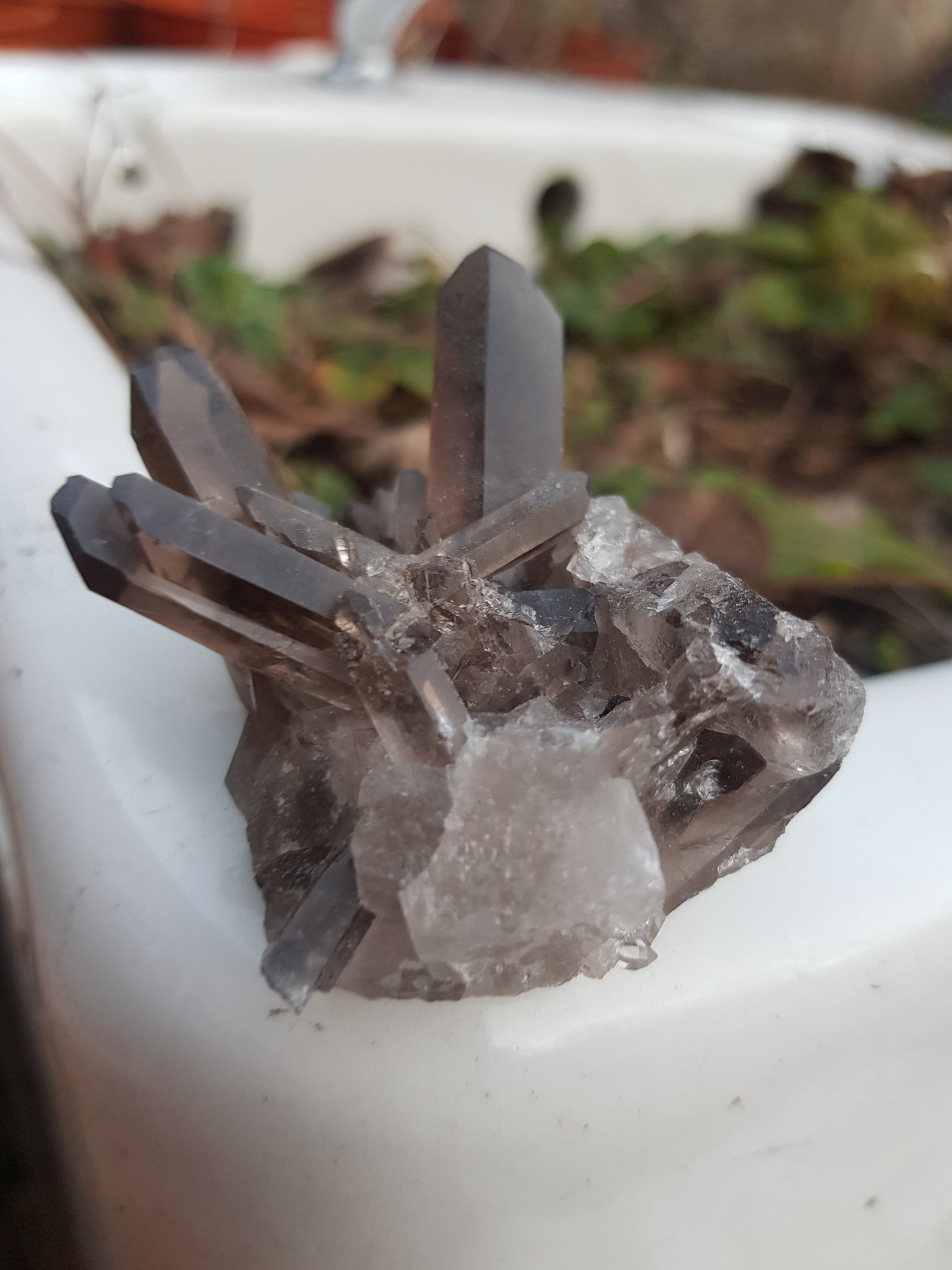 A smoky quartz cluster resting on a flower bed. The cluster consists of well formed points. They are a very dark grey.