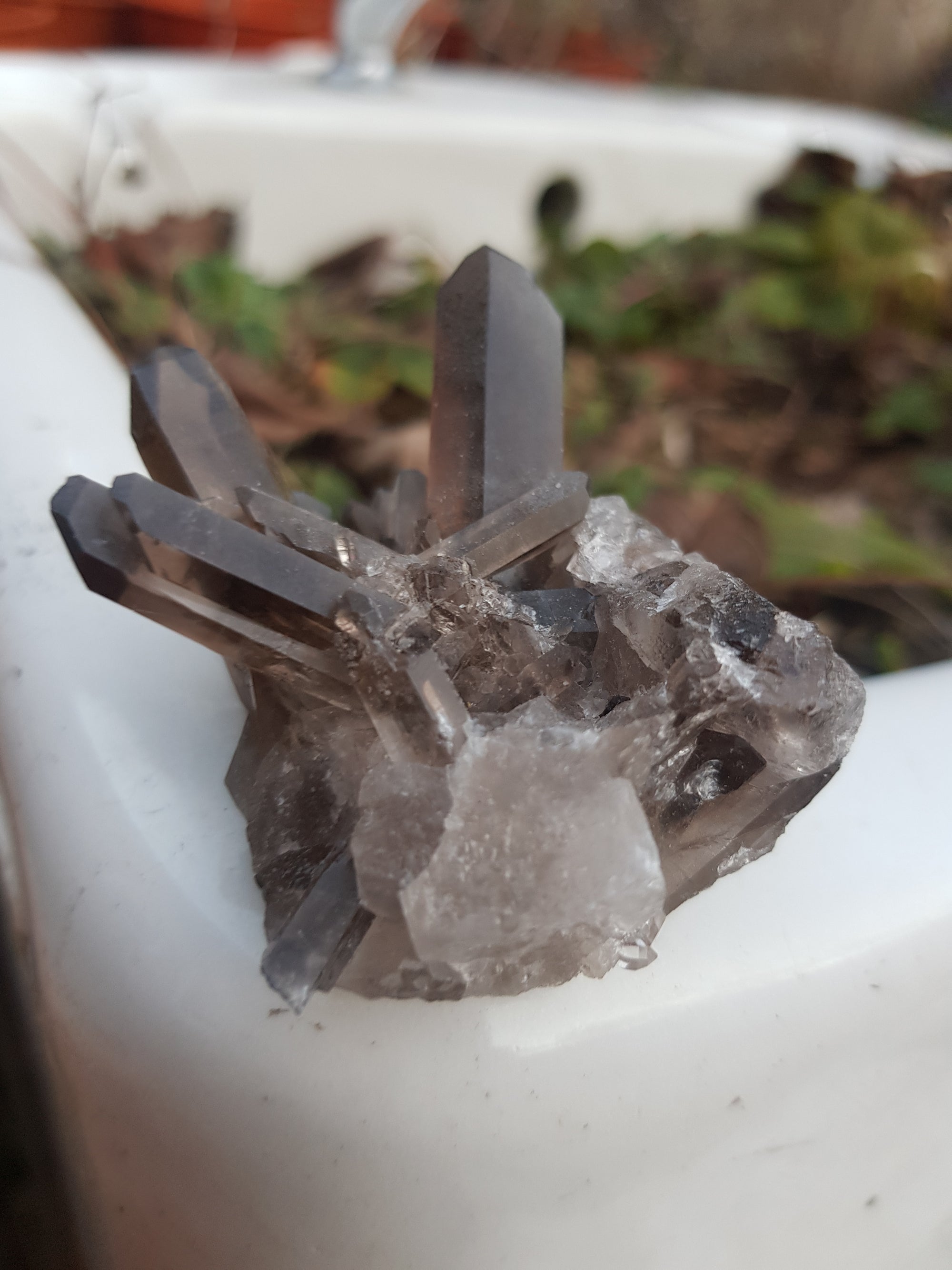 A smoky quartz cluster resting on a flower bed. The cluster consists of well formed points. They are a very dark grey.
