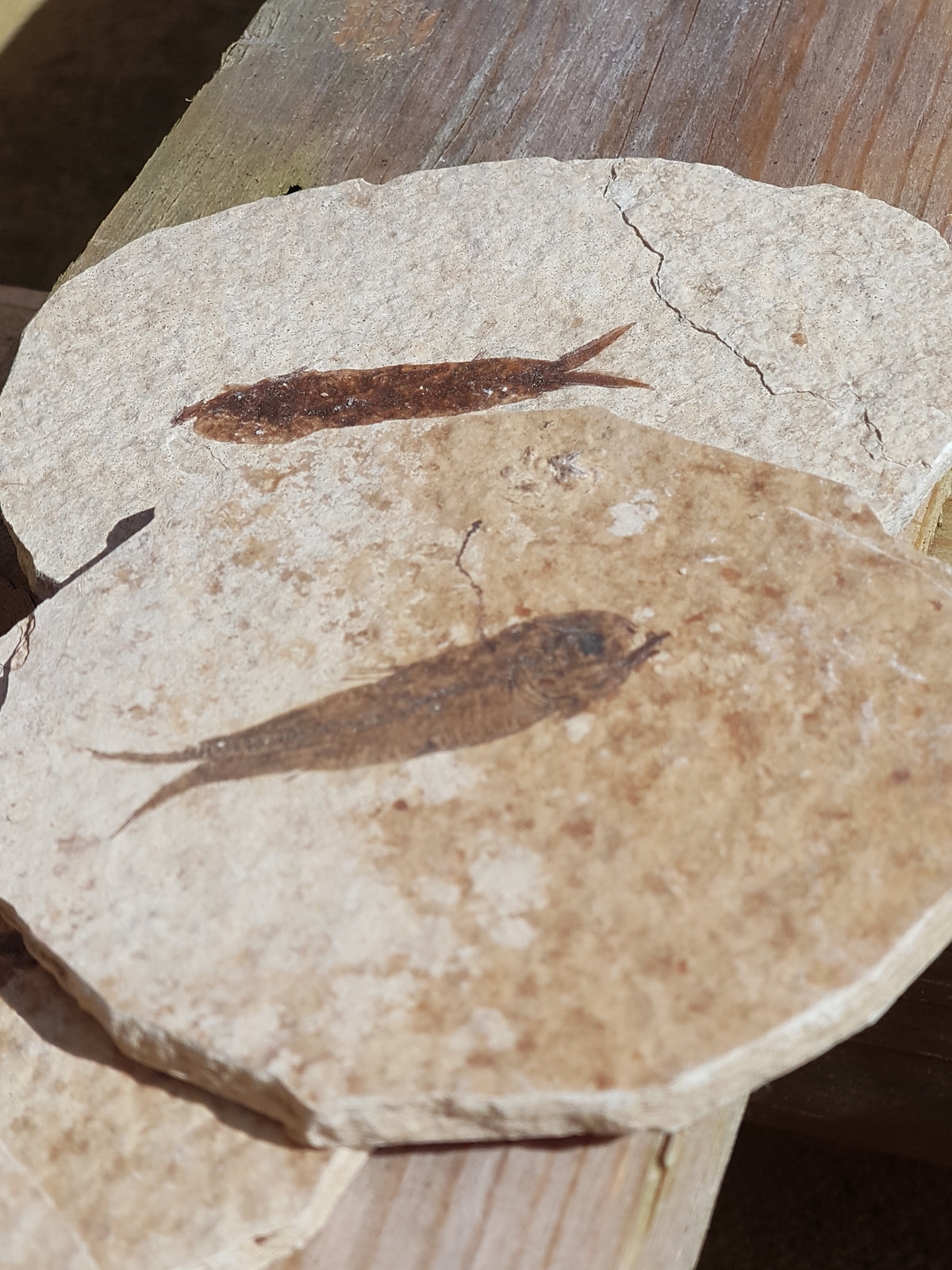 Knightia fish ovals - The Science of Magic 