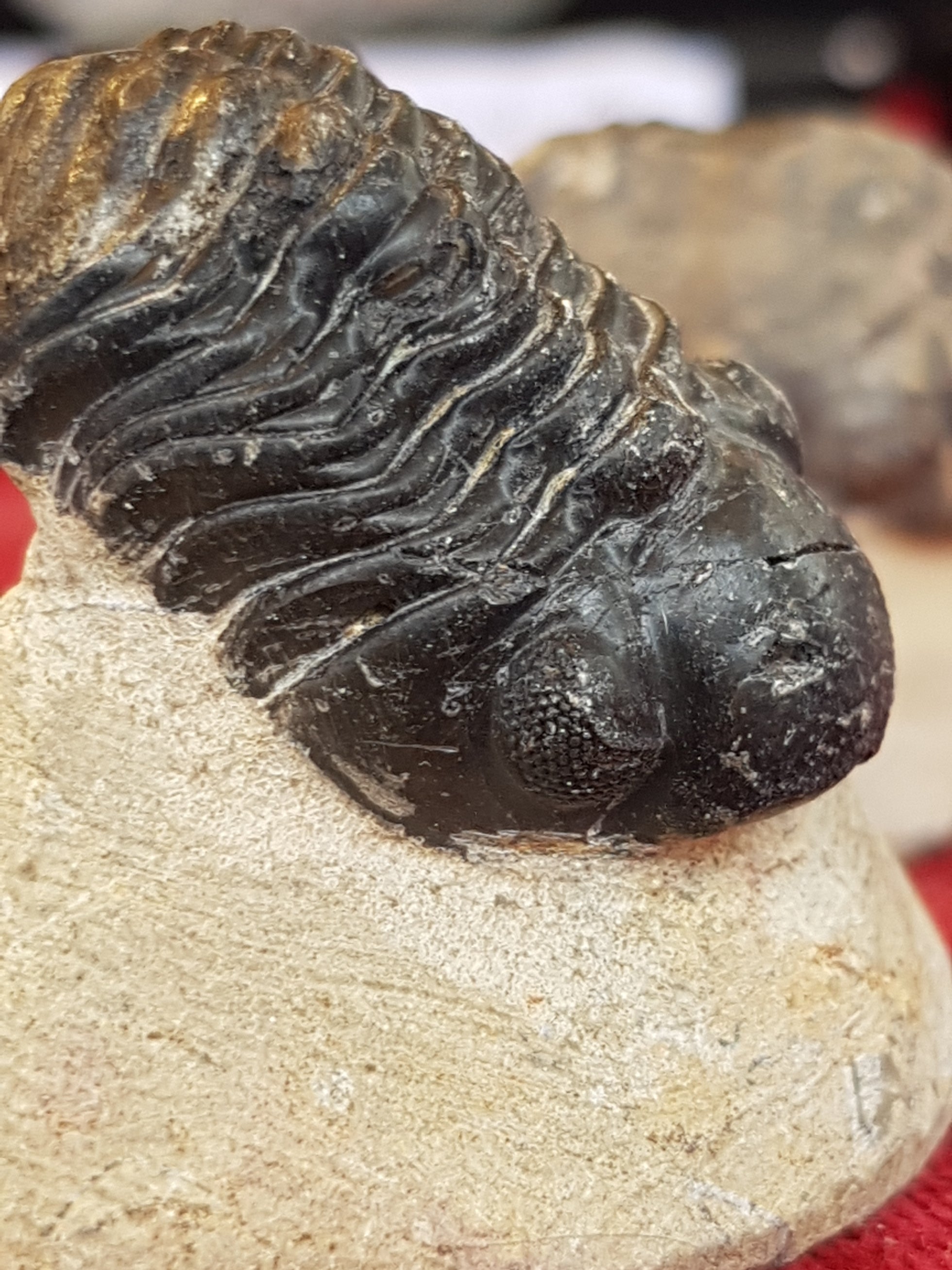 Reedops trilobite - The Science of Magic 