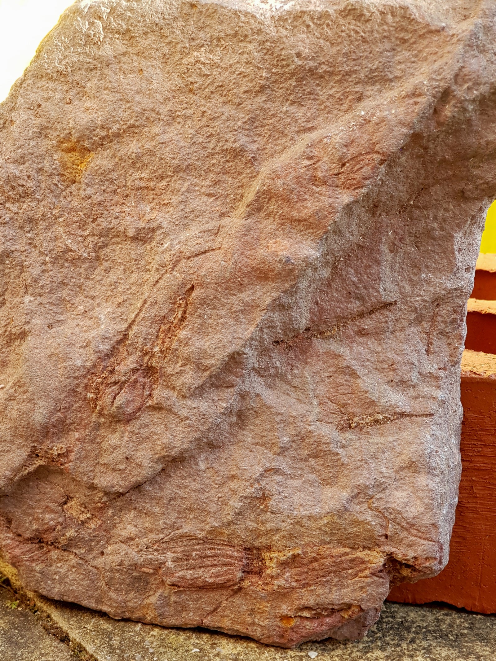 Eocrinoids - The Science of Magic 