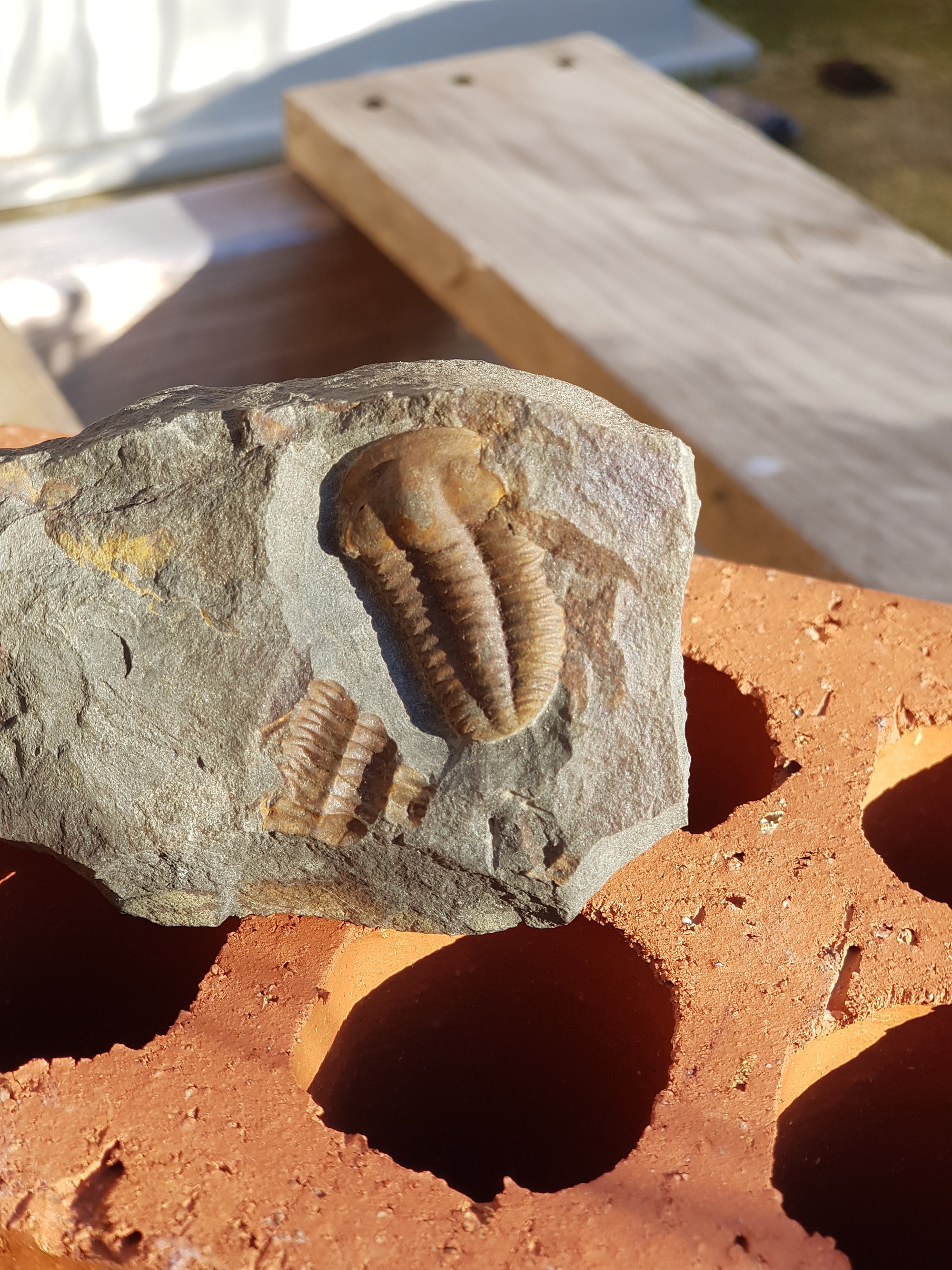 Ellipsocephalus hoffi - The Science of Magic 