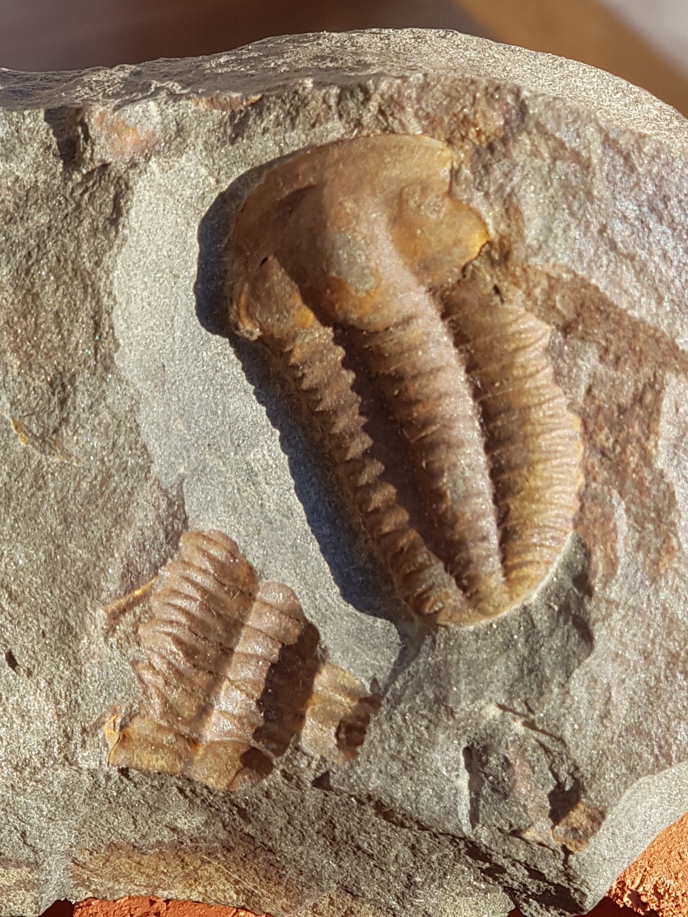 Ellipsocephalus hoffi - The Science of Magic 