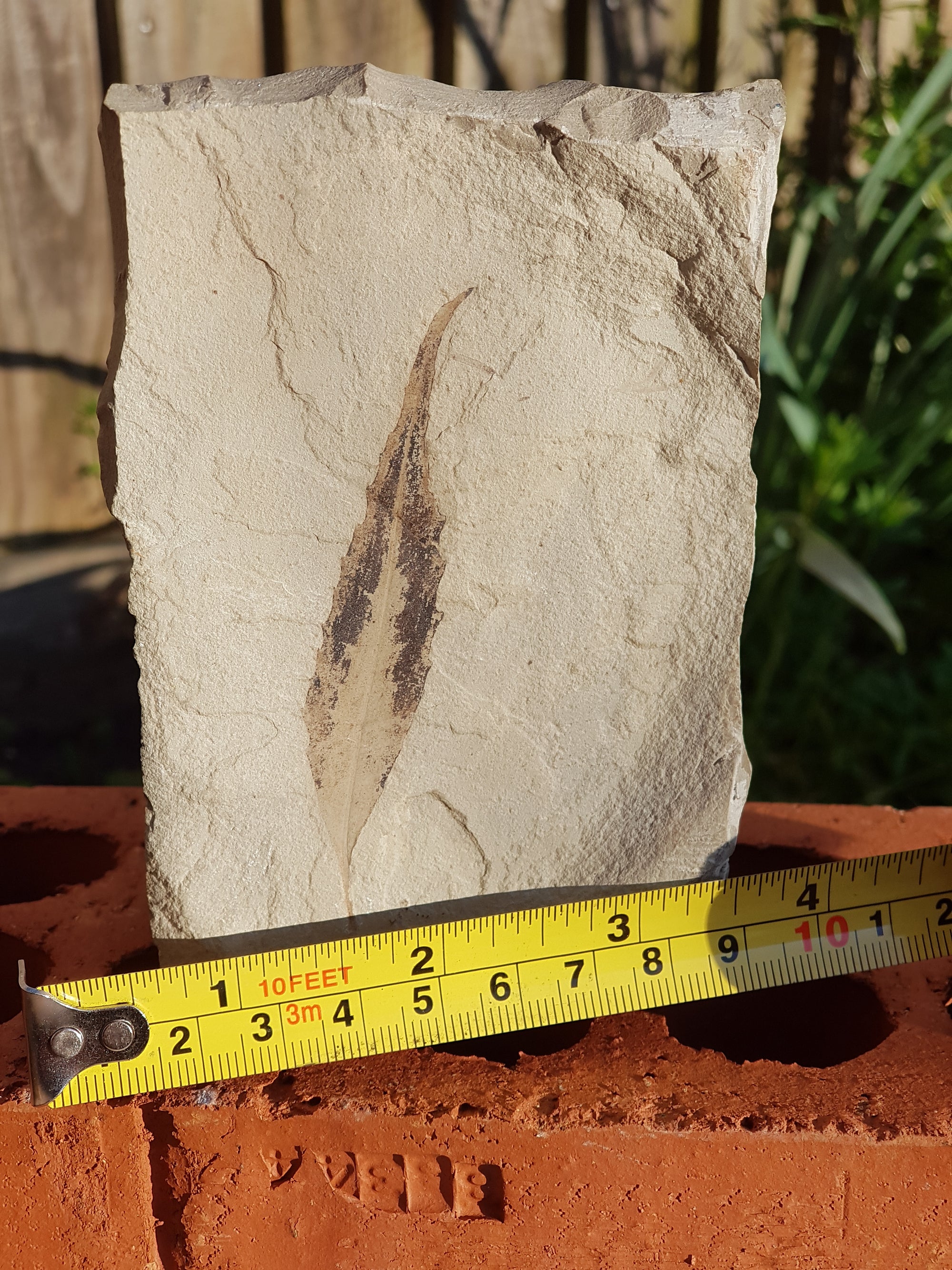 Fossil sumac leaf - The Science of Magic 