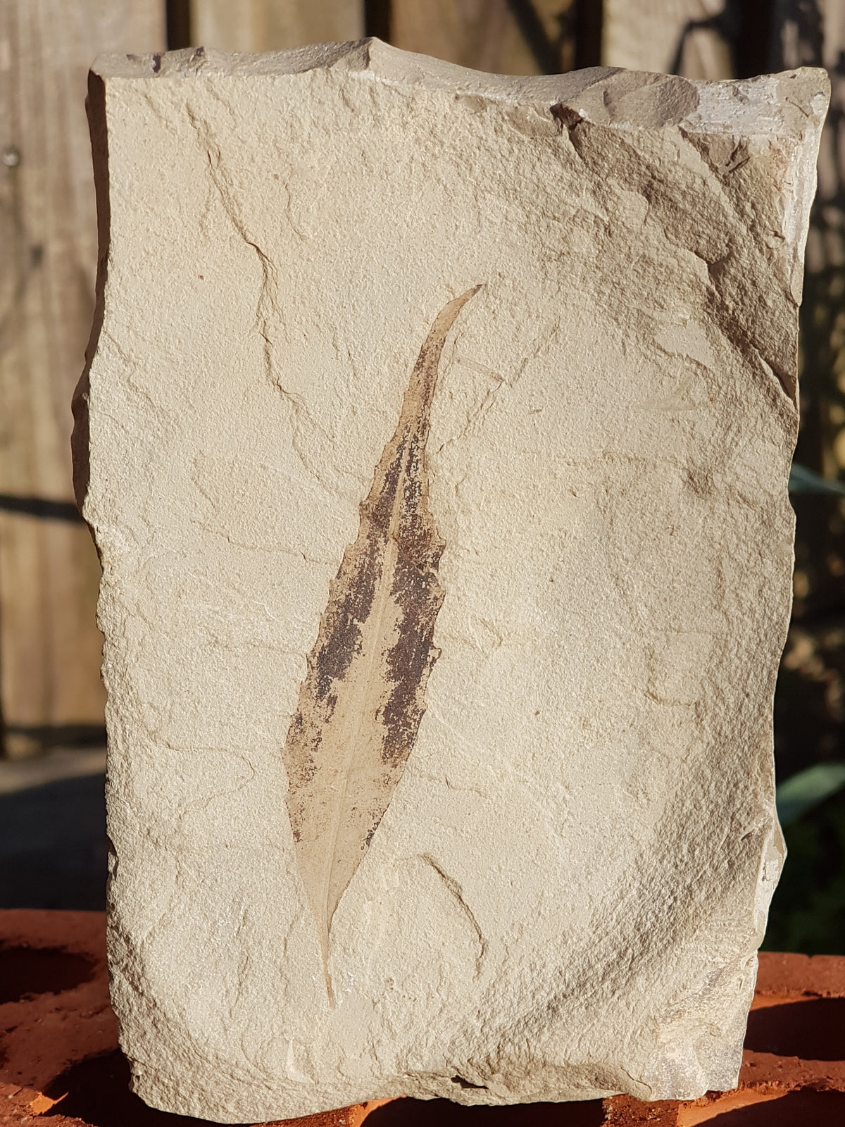 Fossil sumac leaf - The Science of Magic 
