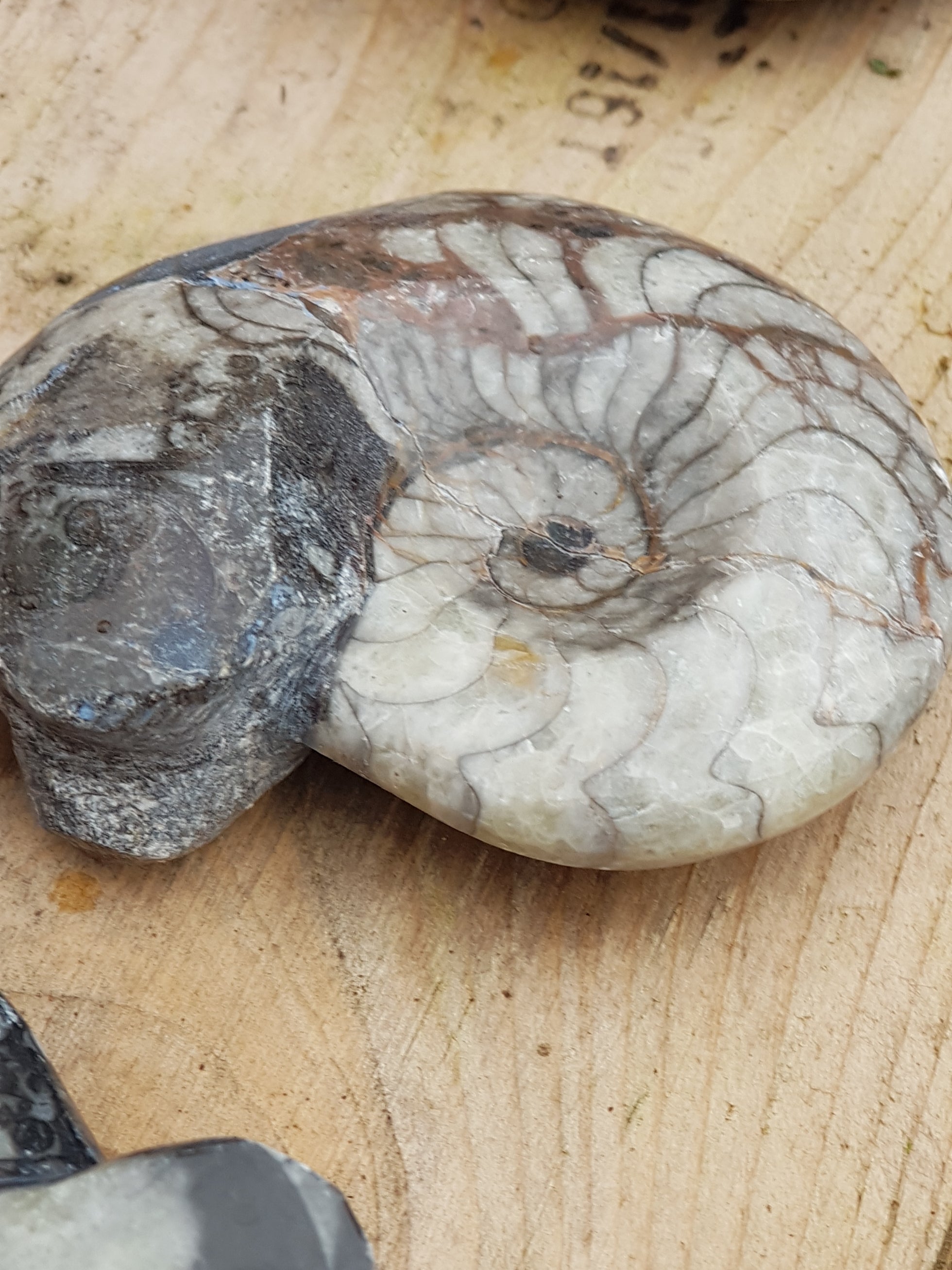 Goniatite - The Science of Magic 