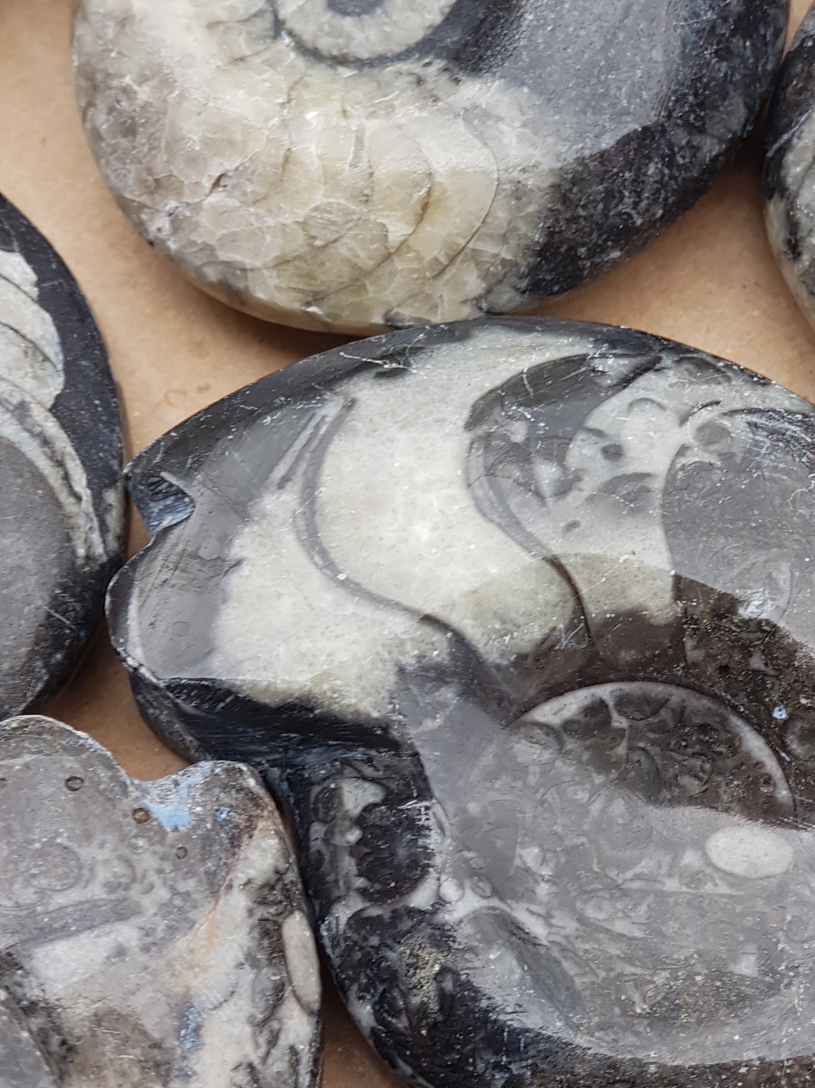 Goniatite - The Science of Magic 