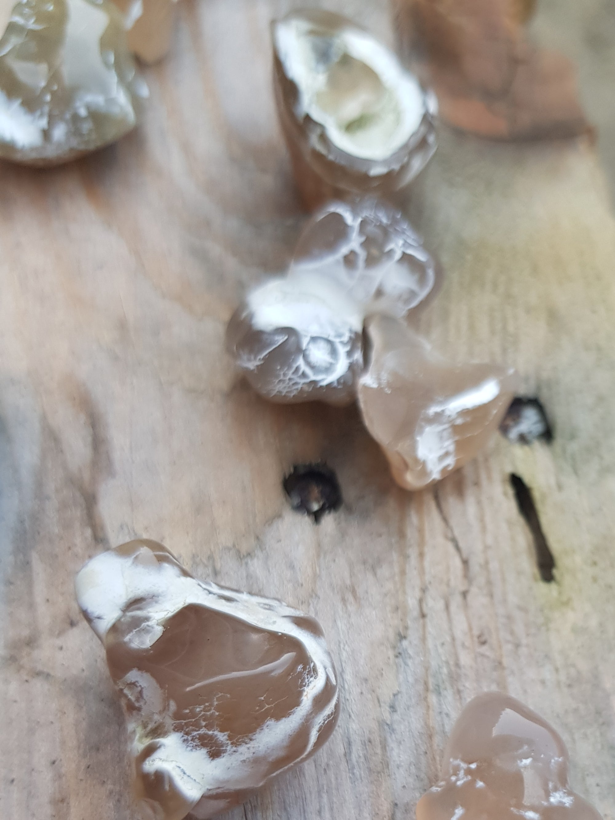 Snakeskin Jasper - The Science of Magic 