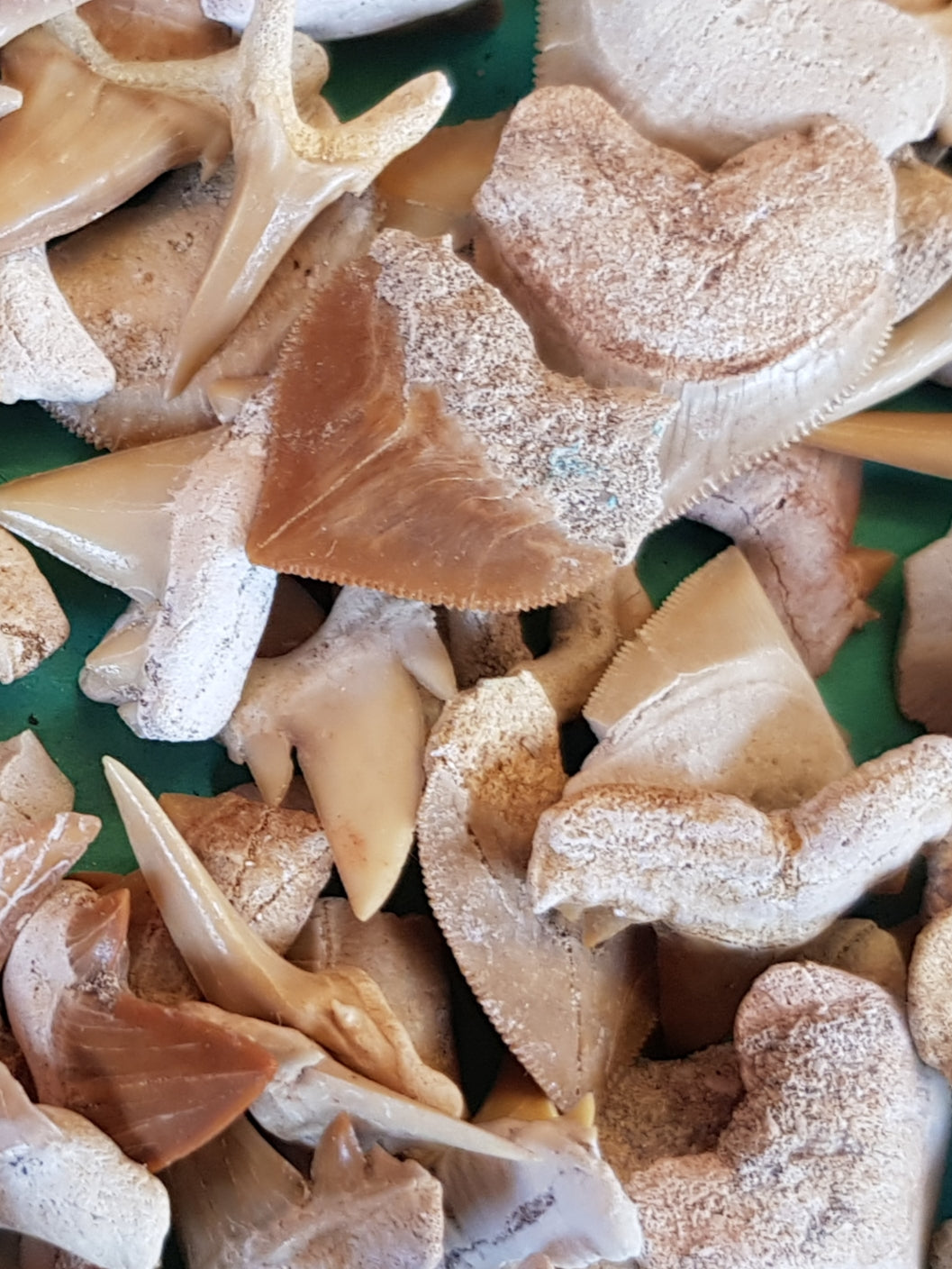 Shark teeth - The Science of Magic 