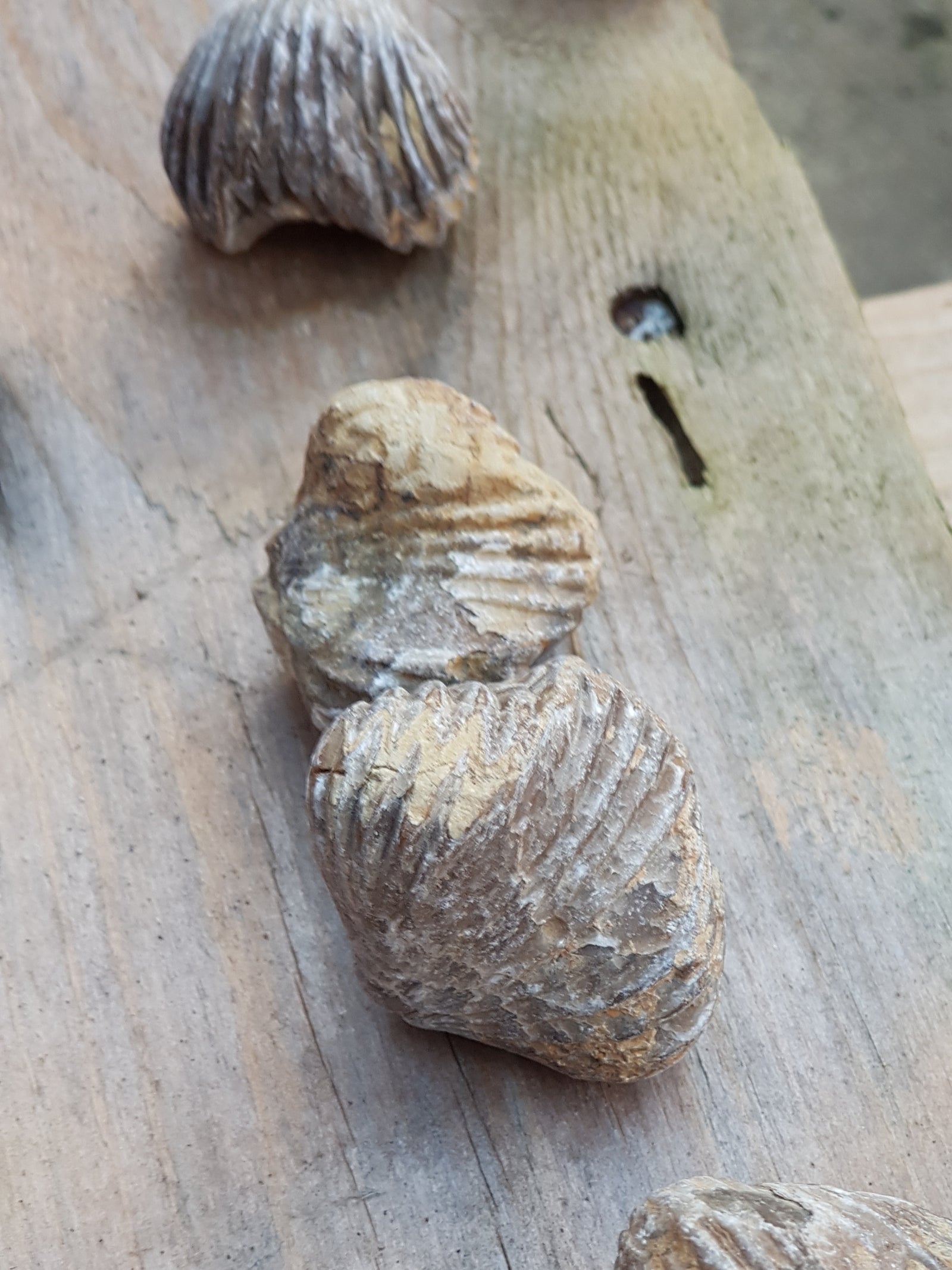 Brachipod - The Science of Magic 