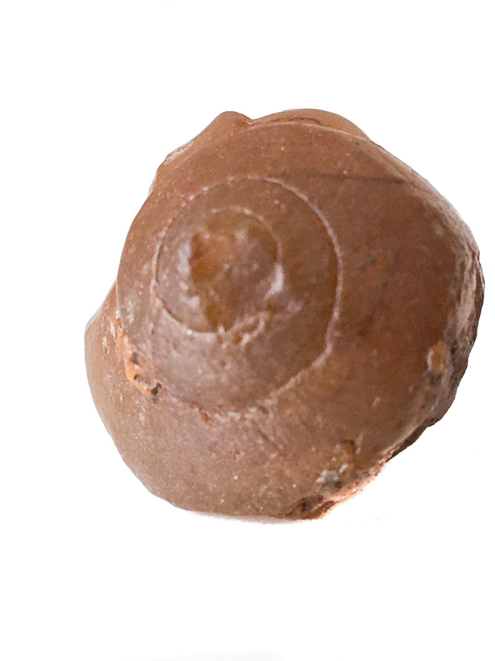 honey calcite replaced turitella.