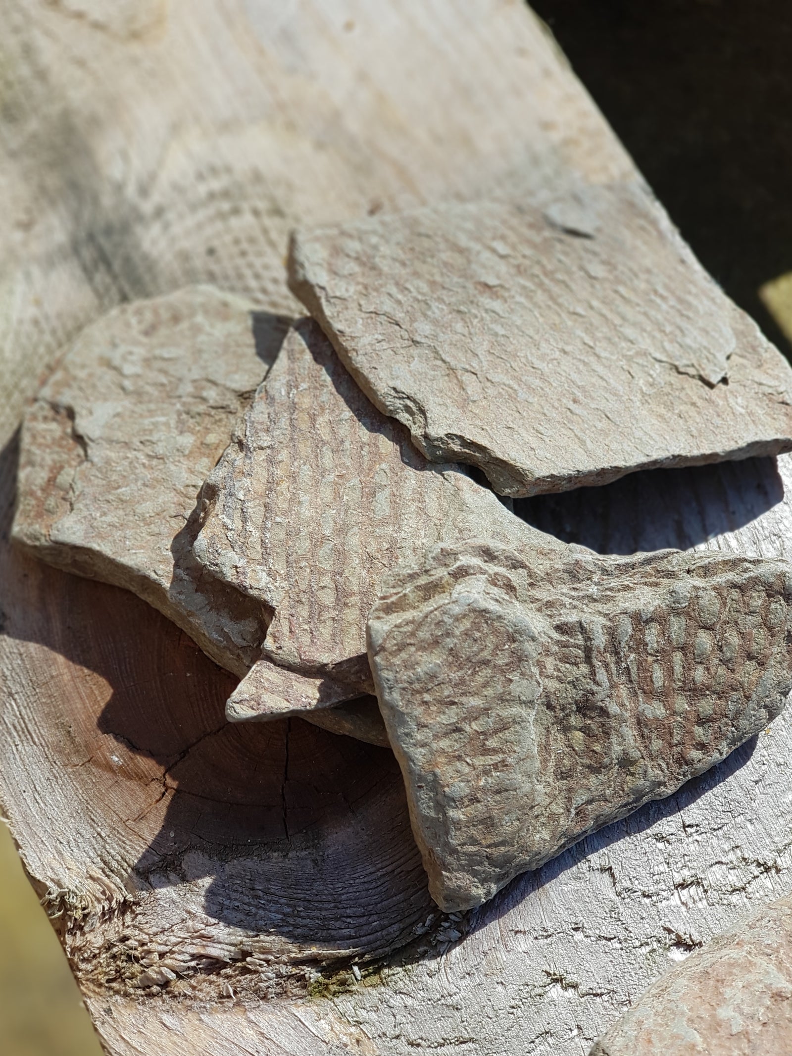 Dendritic graptolite - The Science of Magic 