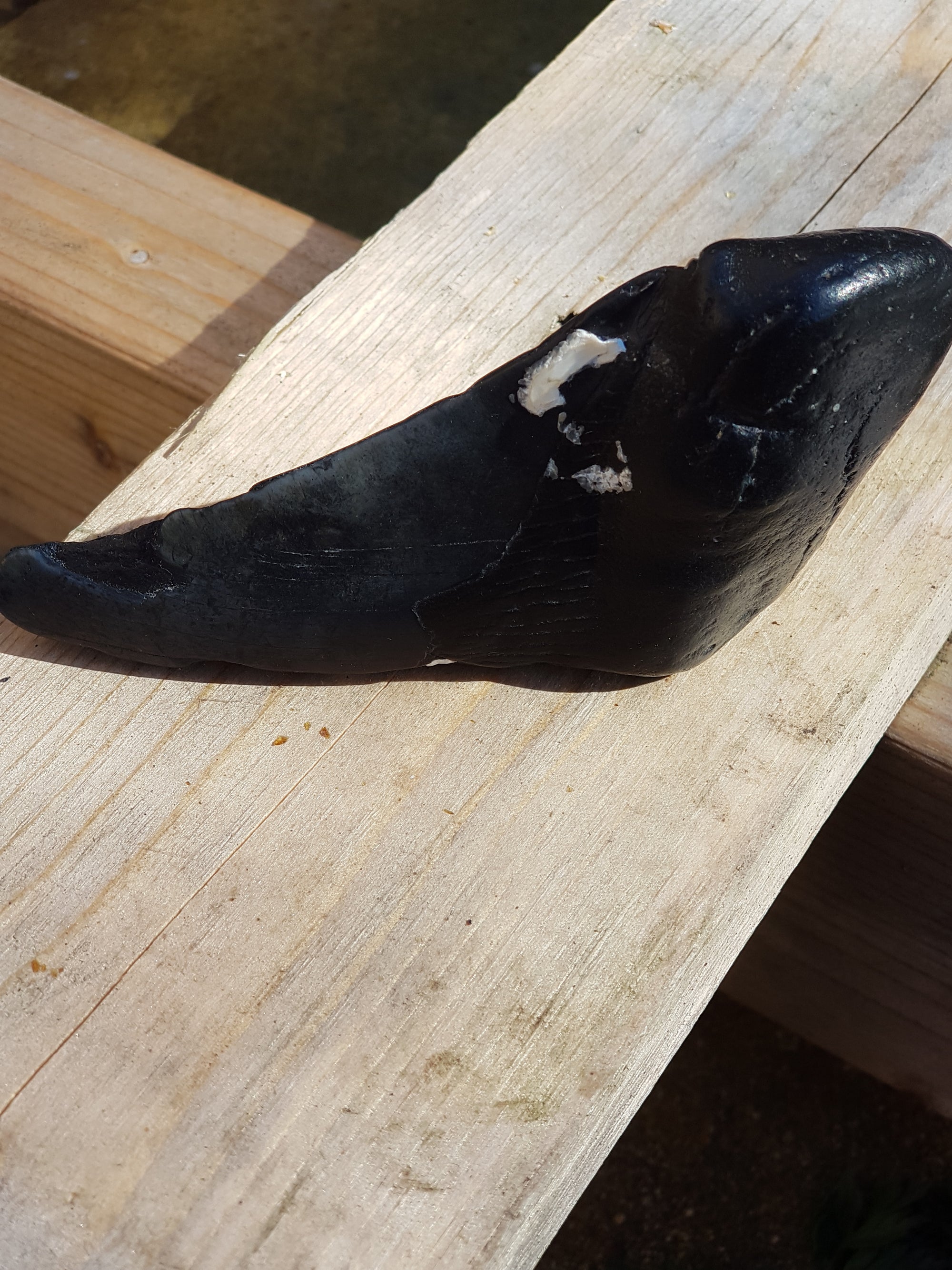 Megaladon tooth (partisl) - The Science of Magic 