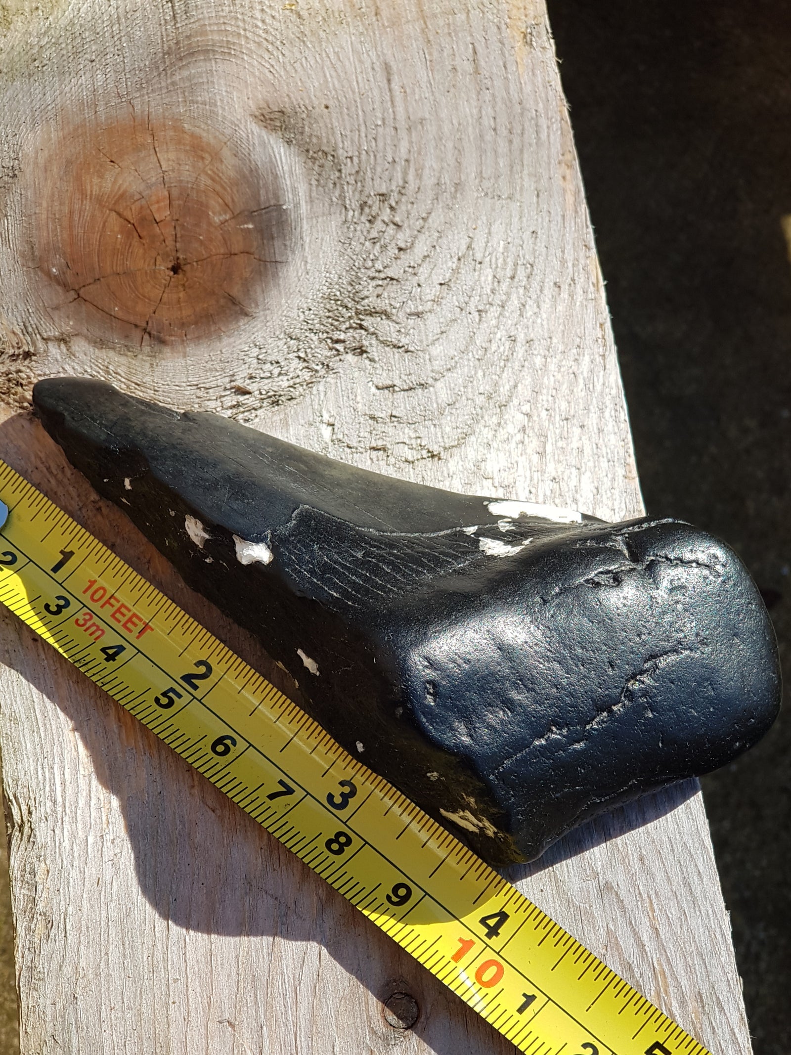 Megaladon tooth (partisl) - The Science of Magic 