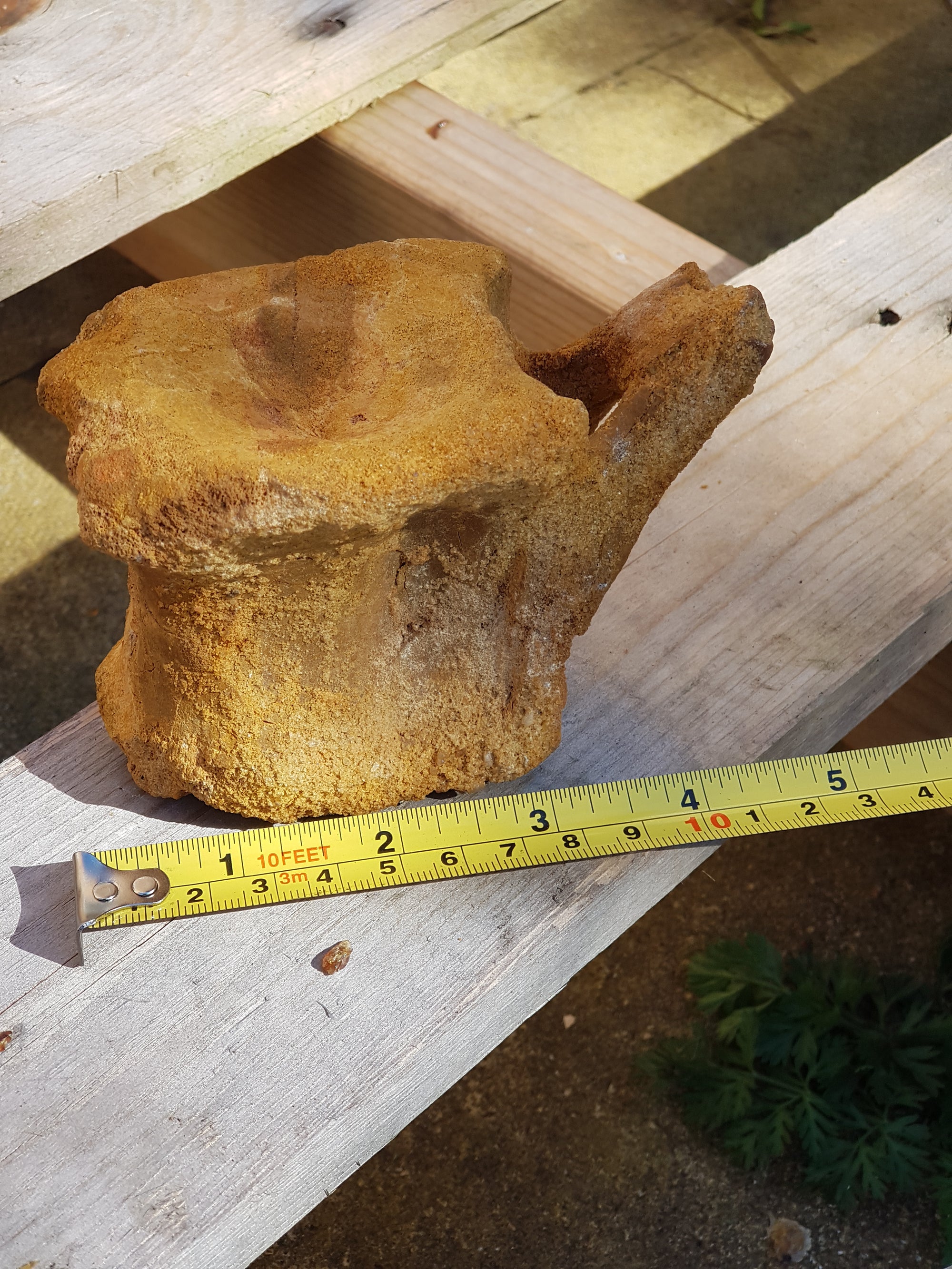 Spinosaur caudal vertebra - The Science of Magic 