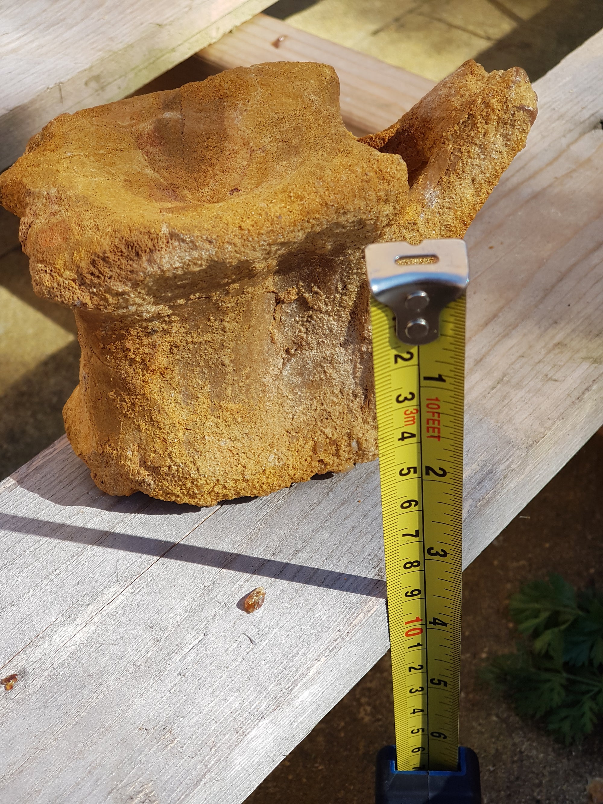 Spinosaur caudal vertebra - The Science of Magic 