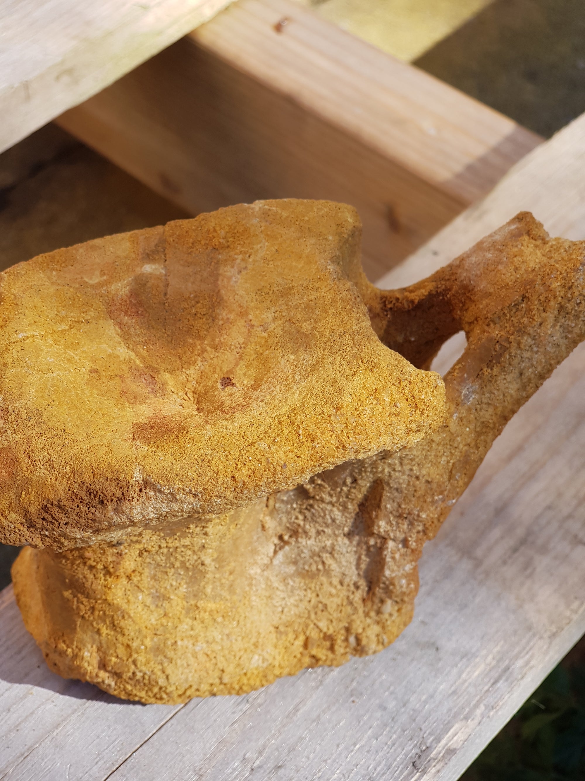 Spinosaur caudal vertebra - The Science of Magic 