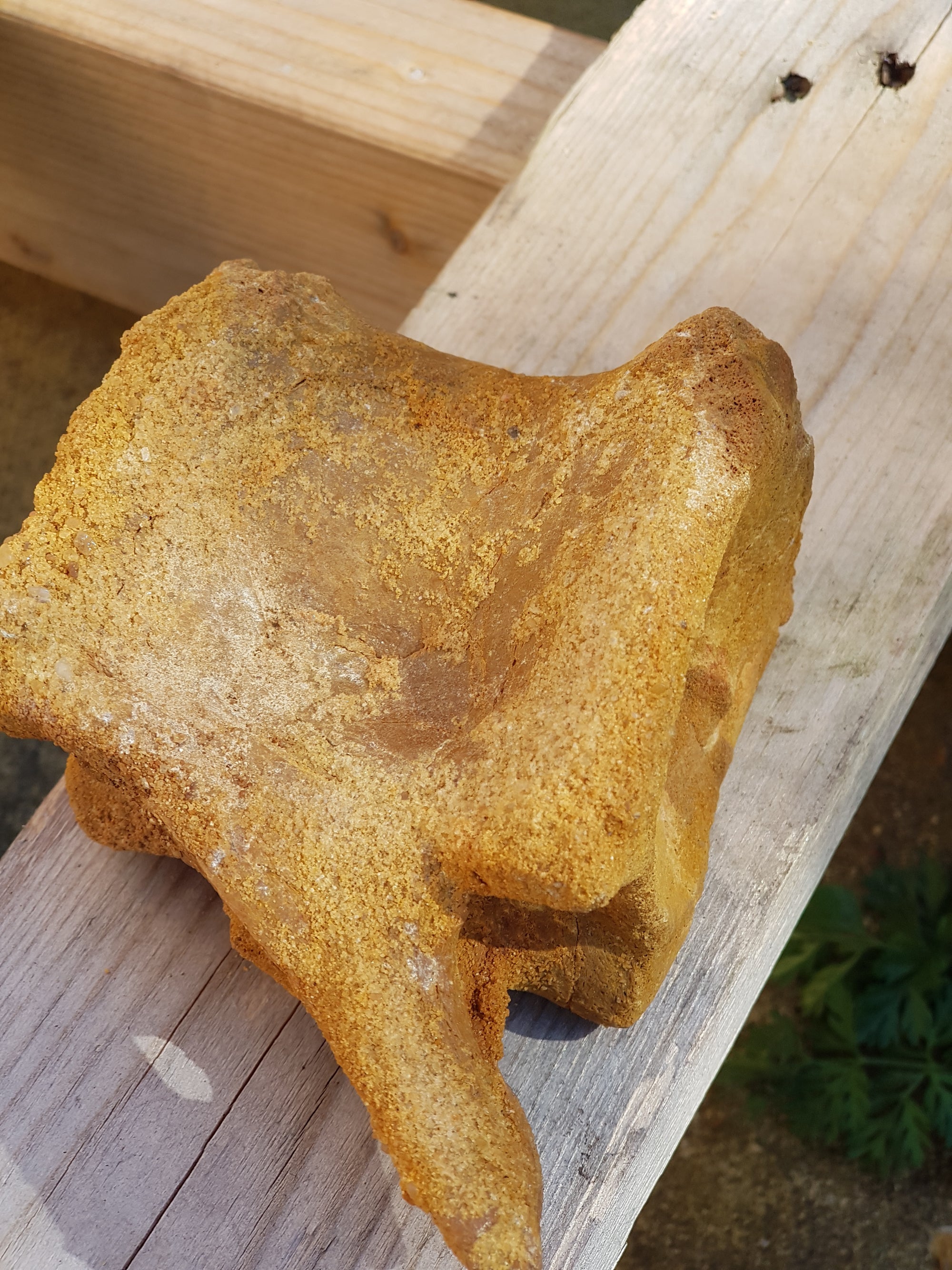 Spinosaur caudal vertebra - The Science of Magic 