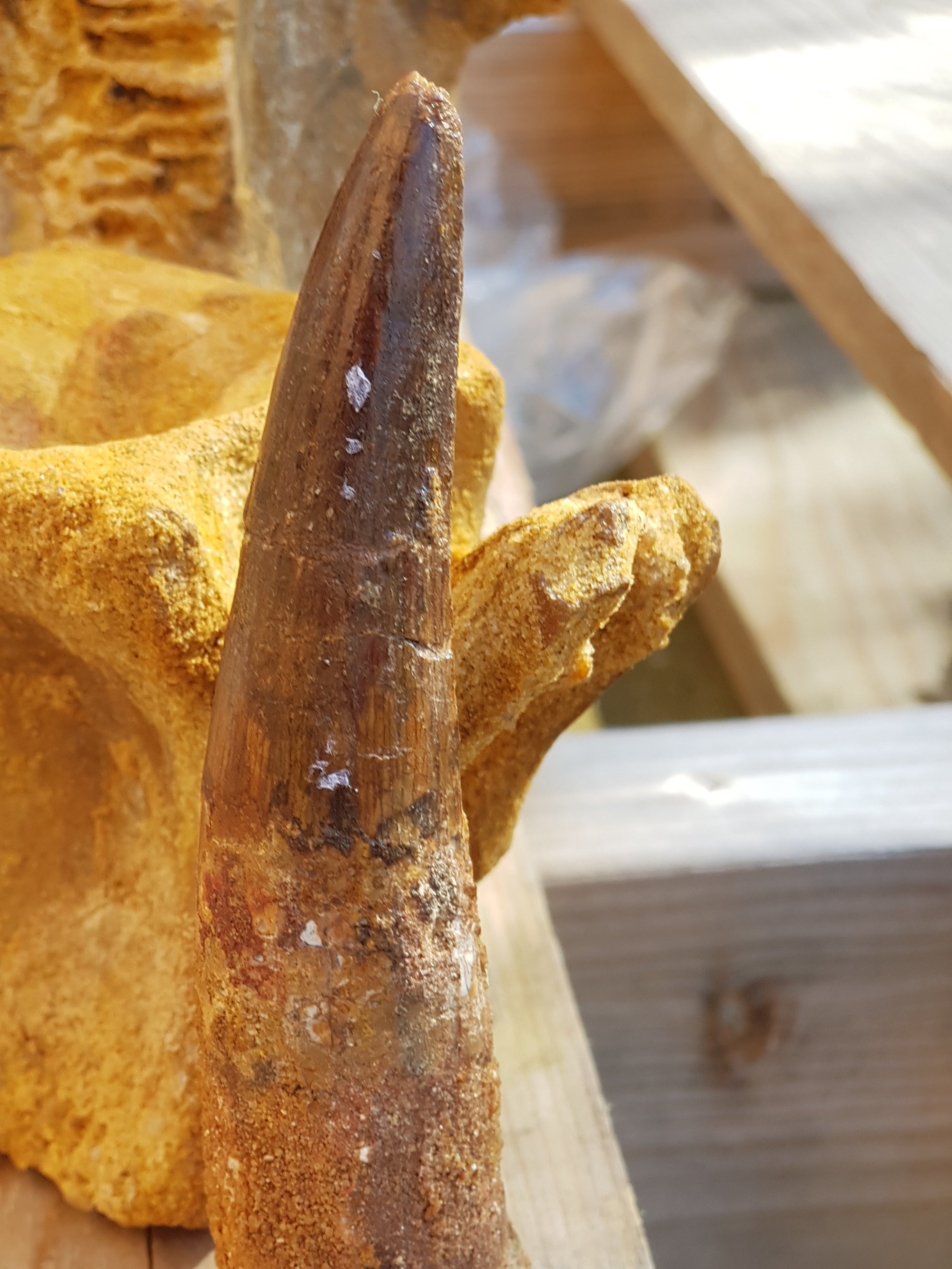 Spinosaur tooth - The Science of Magic 