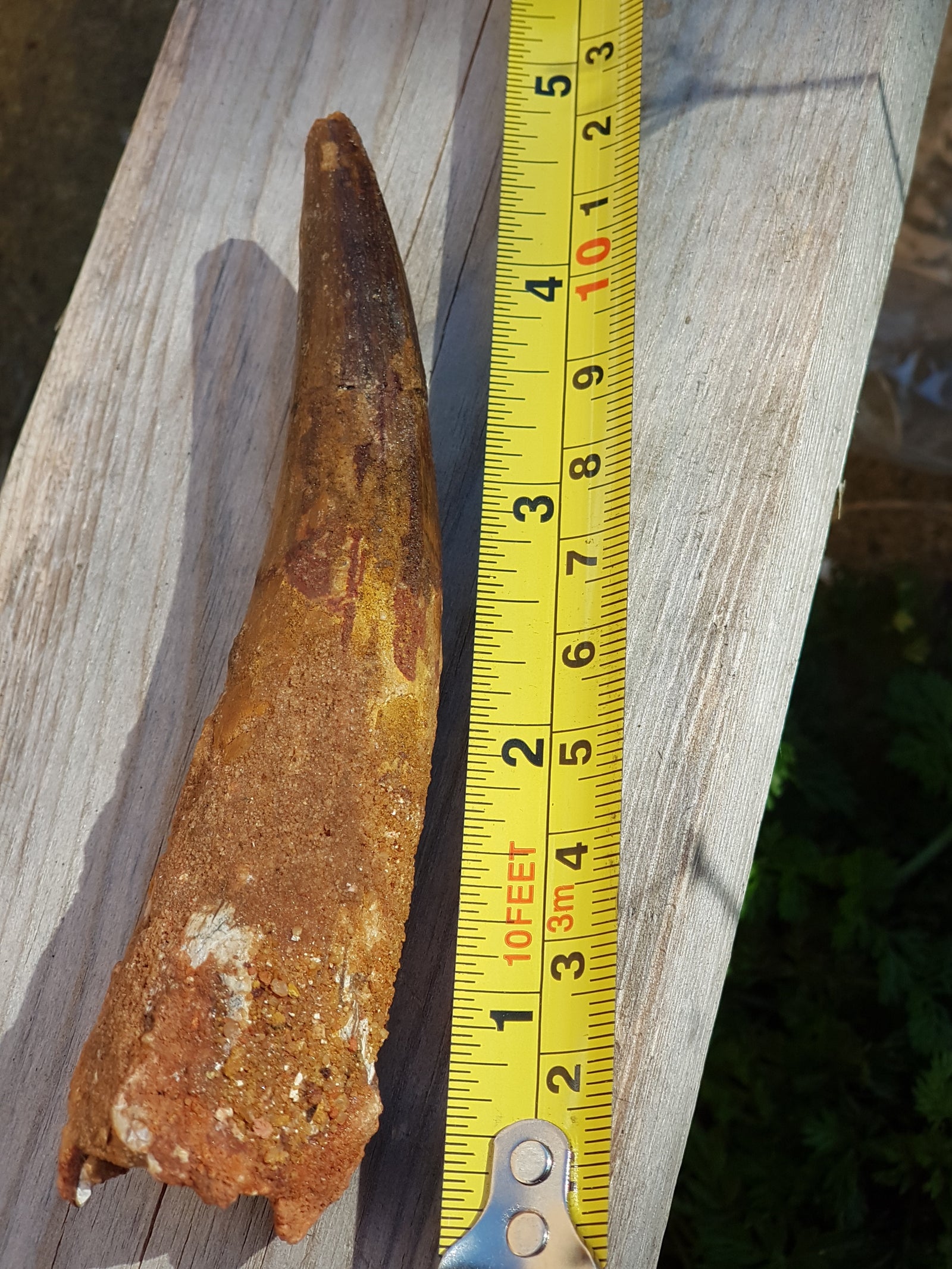 Spinosaur tooth - The Science of Magic 