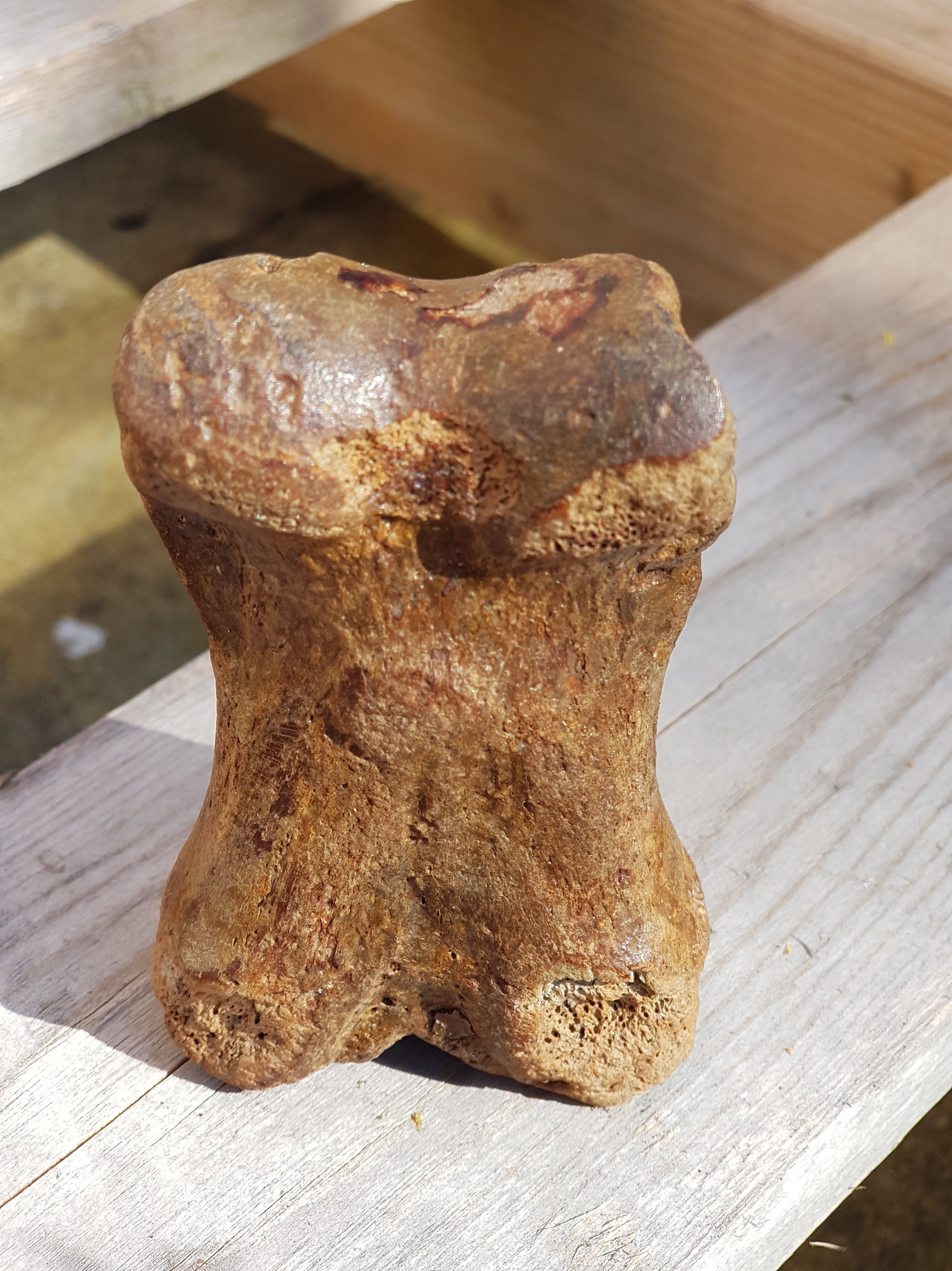 Horse's "toebone" - The Science of Magic 