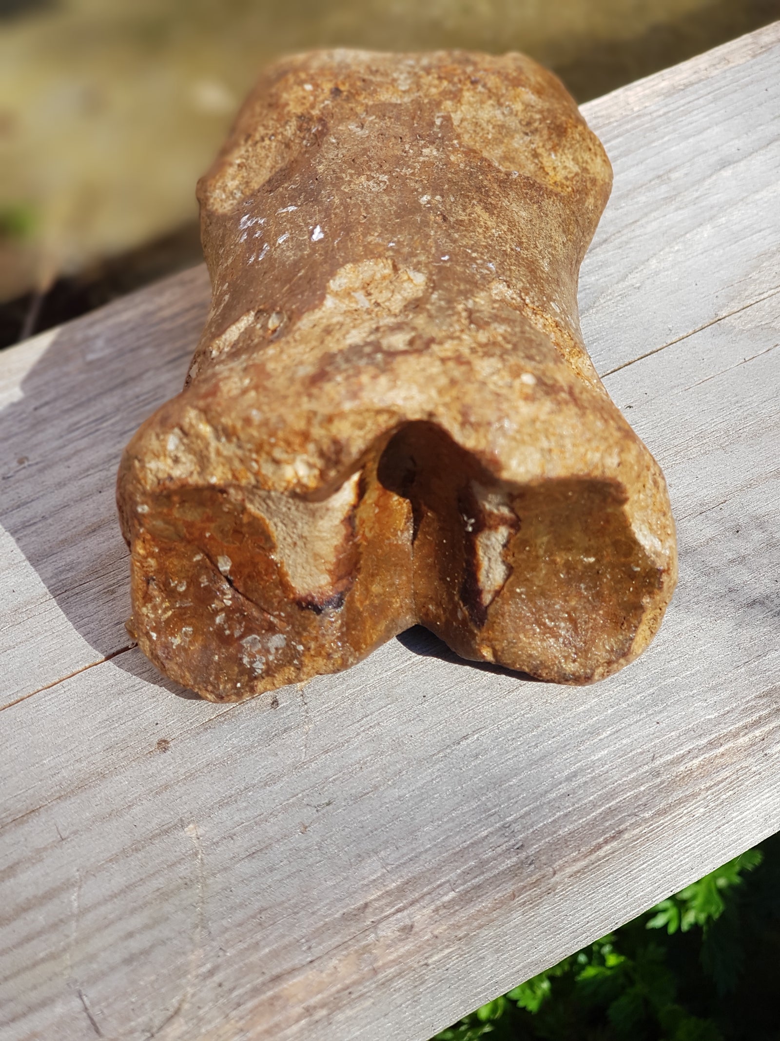 Horse's "toebone" - The Science of Magic 