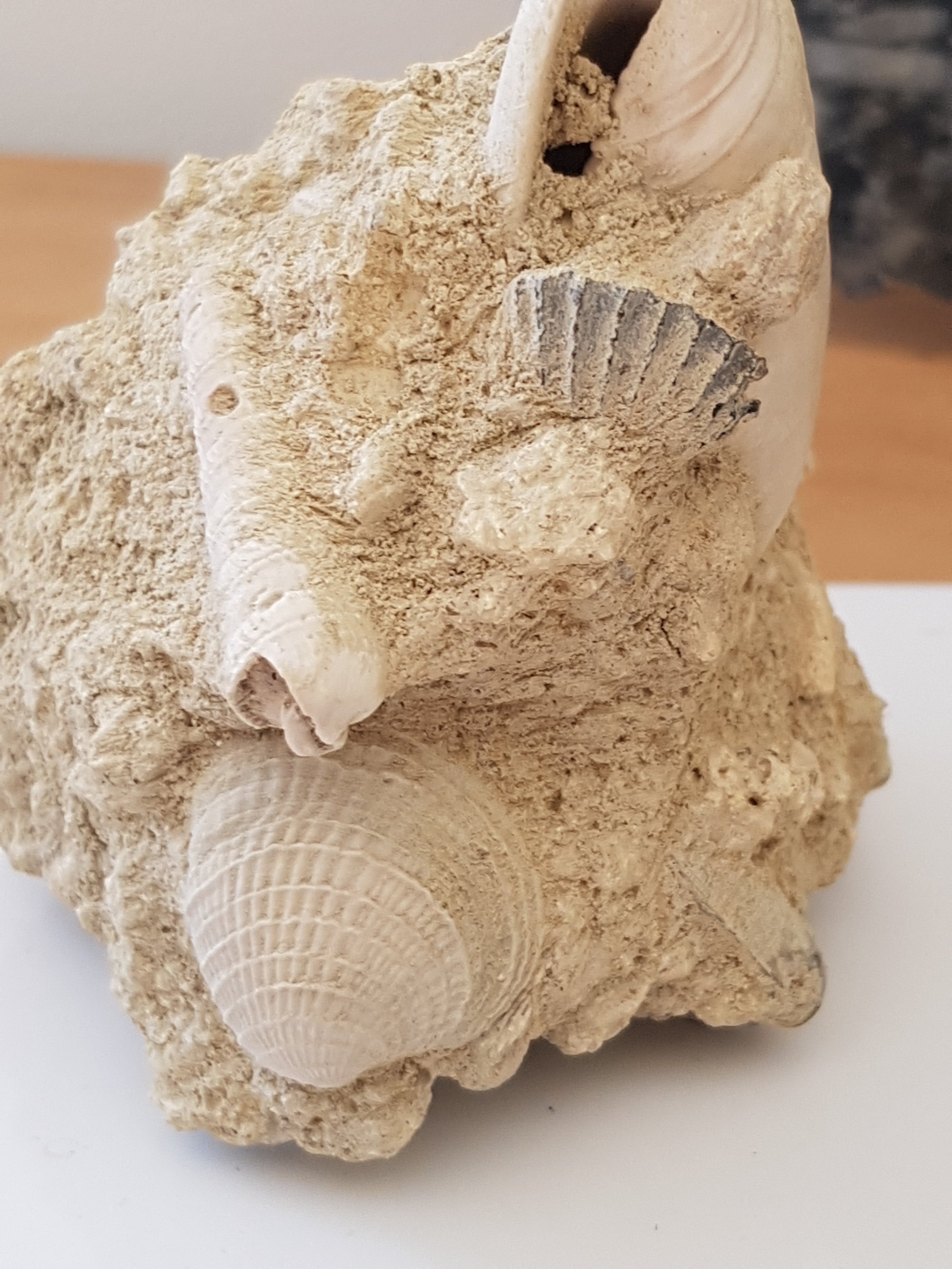 Bivalves and gastropods from the Paris Basin. - The Science of Magic 