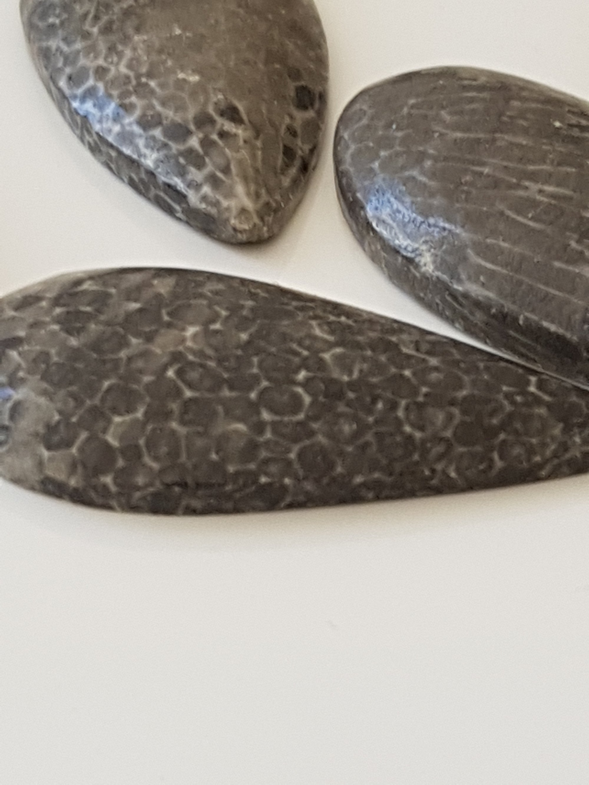 Bryozoan - The Science of Magic 