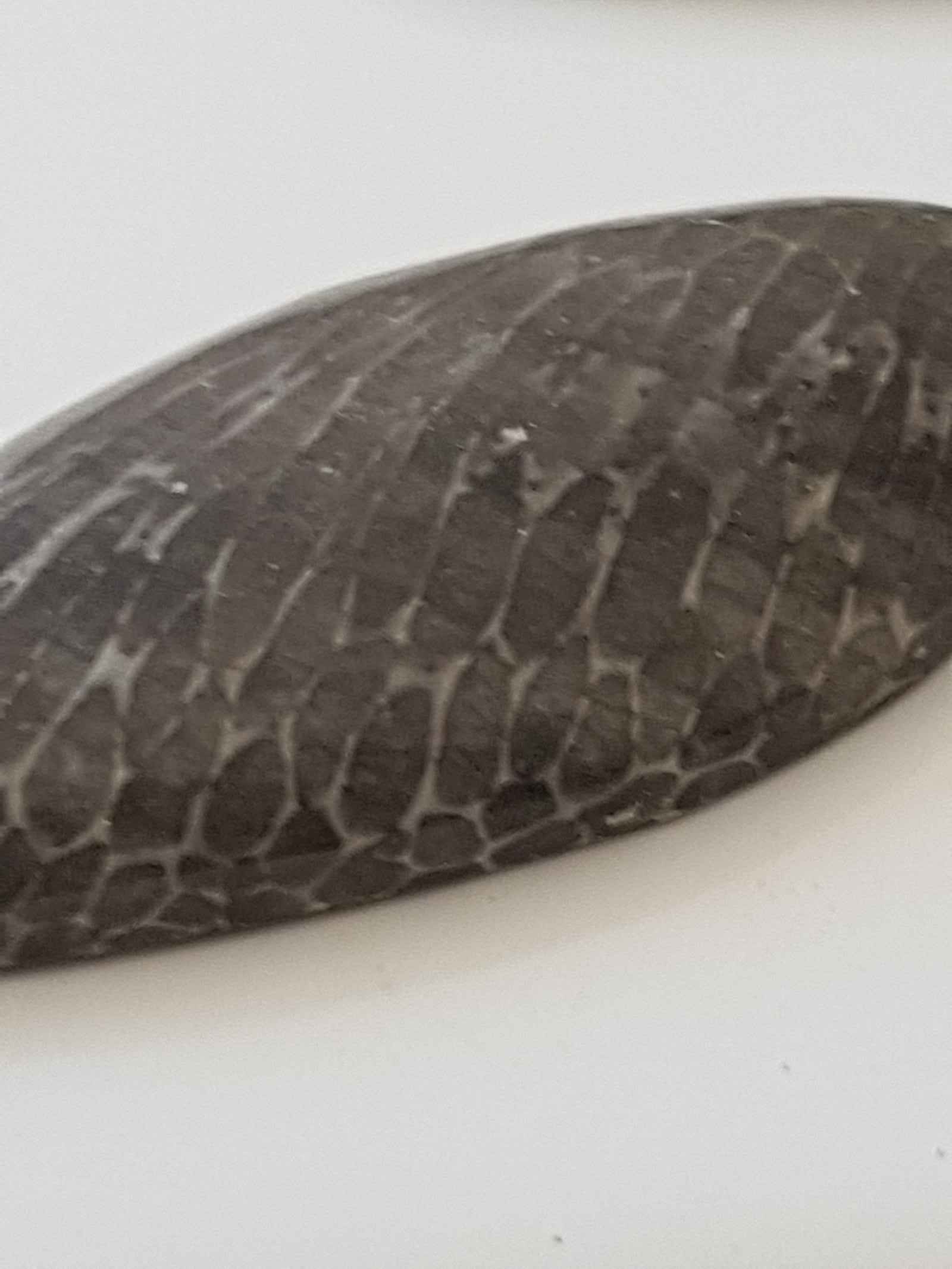 Bryozoan - The Science of Magic 