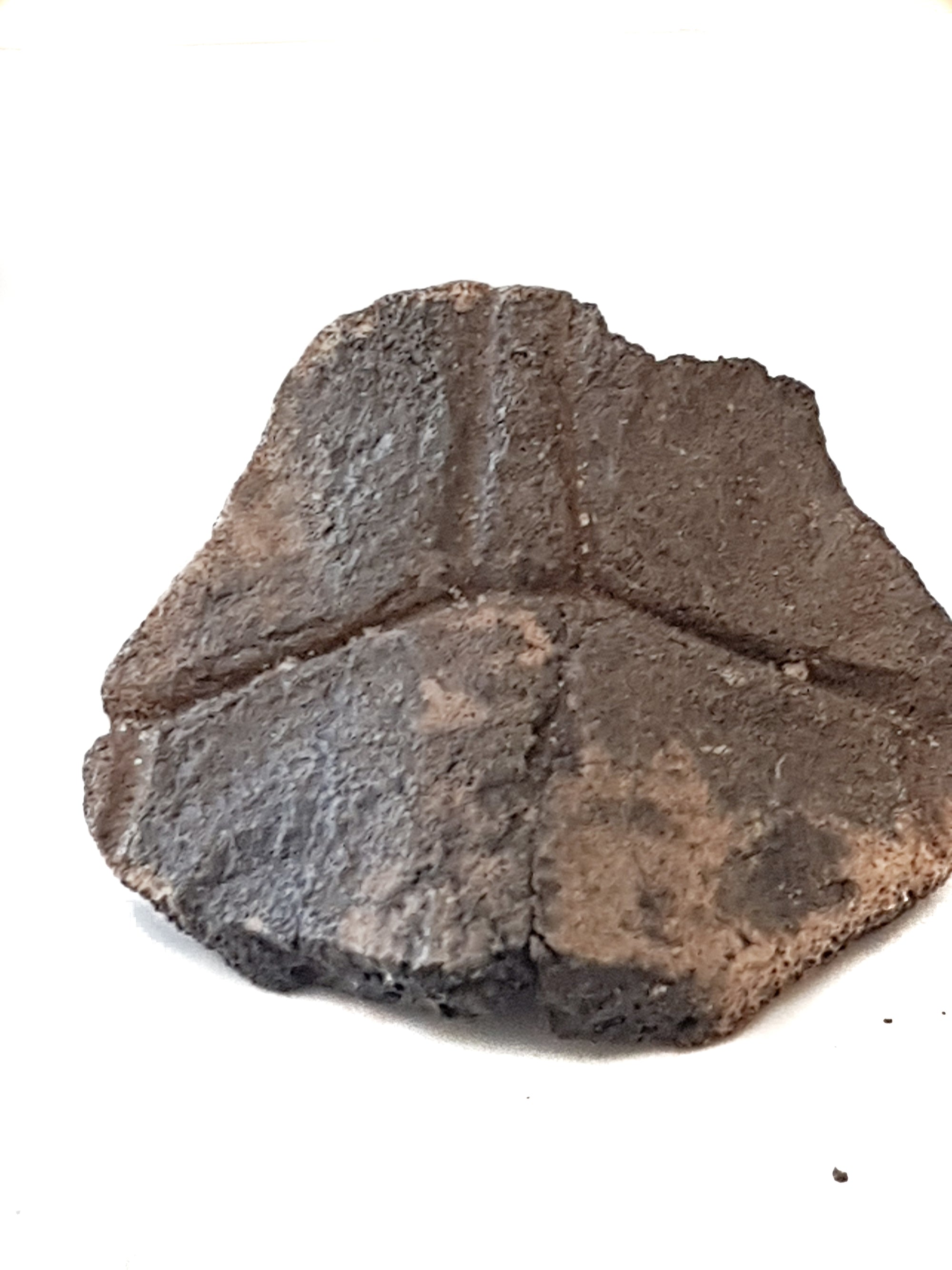 fragment of fossil turtle shell