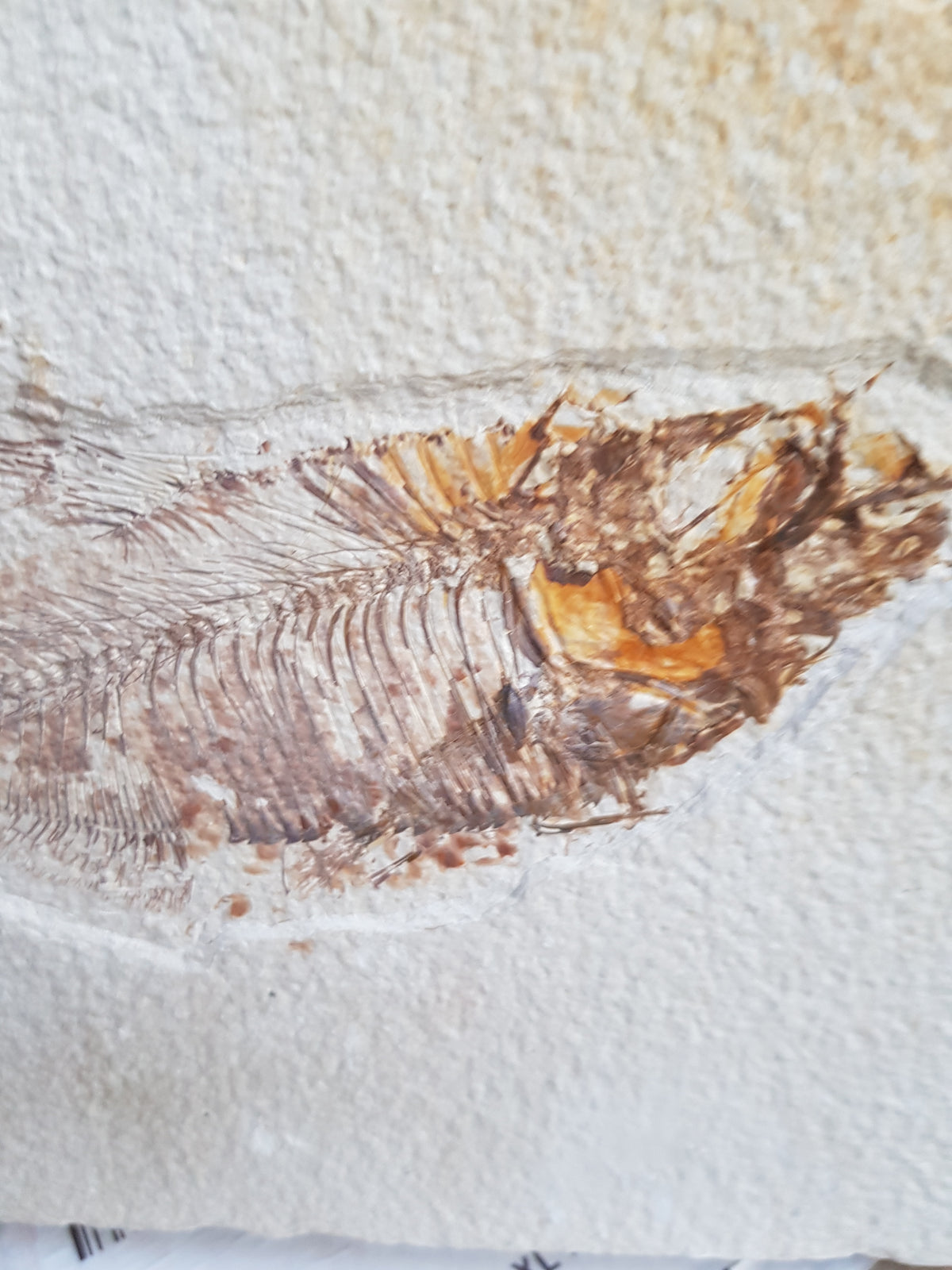 Fossil Fish - The Science of Magic 